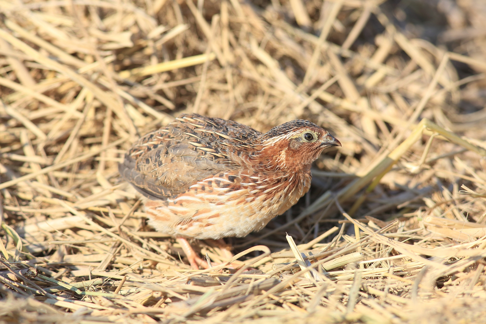 翻译为中文：Neurological Impairment and Mechanisms by Thiamethoxam in Japanese Quail Coturnix japonica