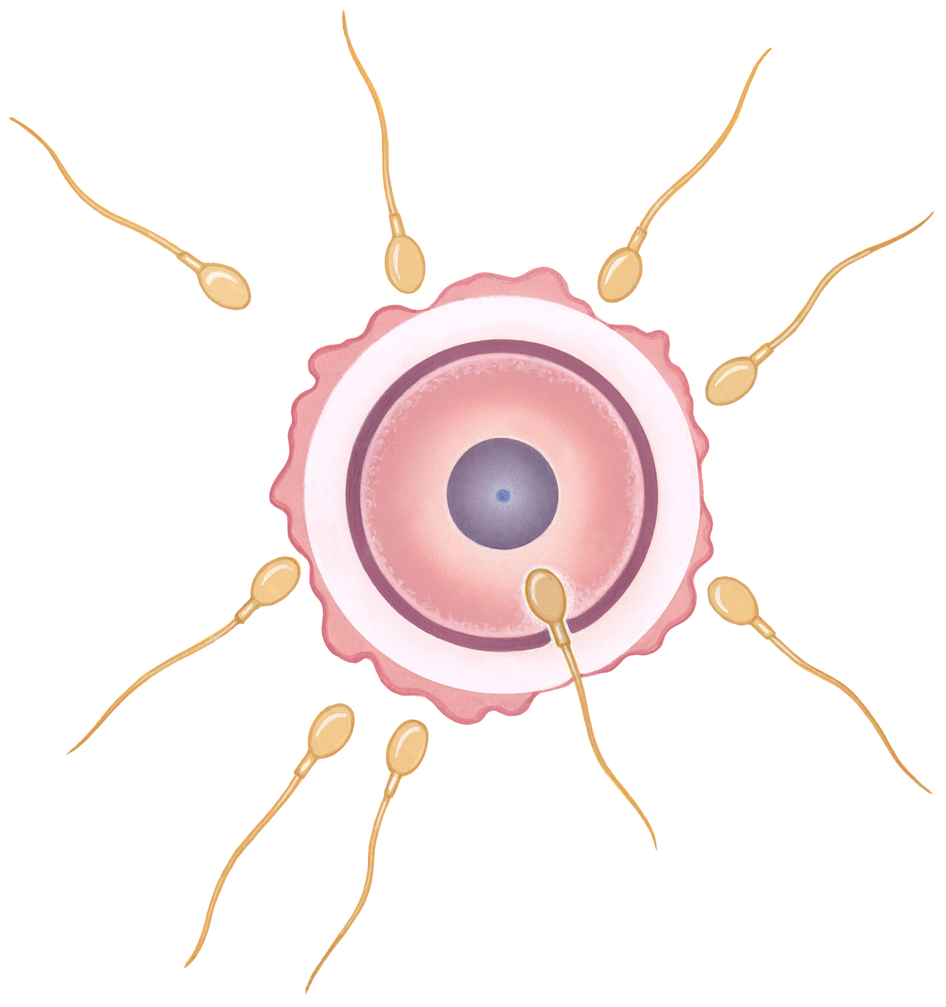 人是怎么产生的