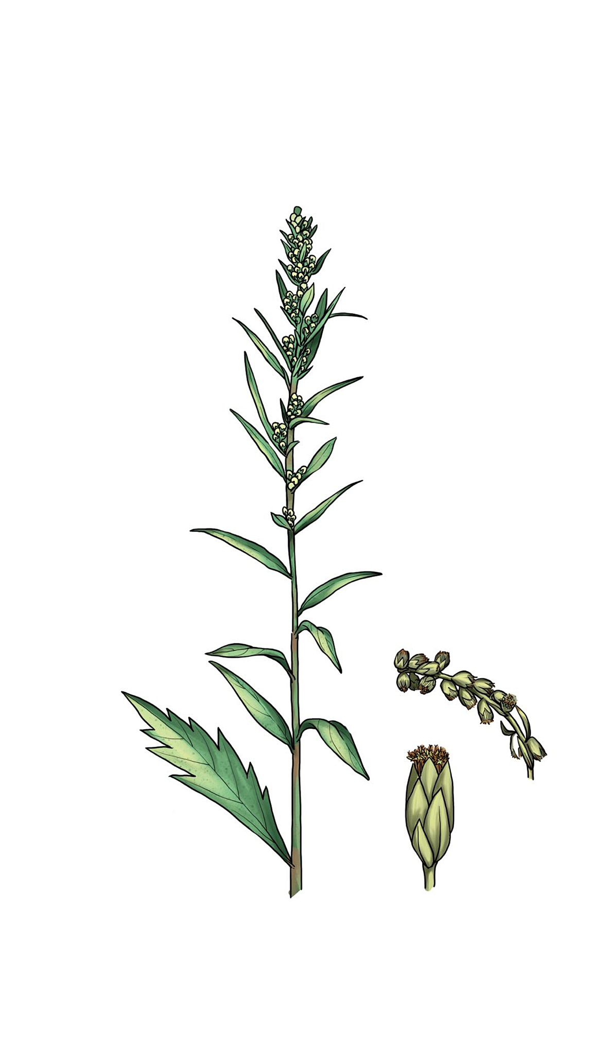 含羞草研究社是什么