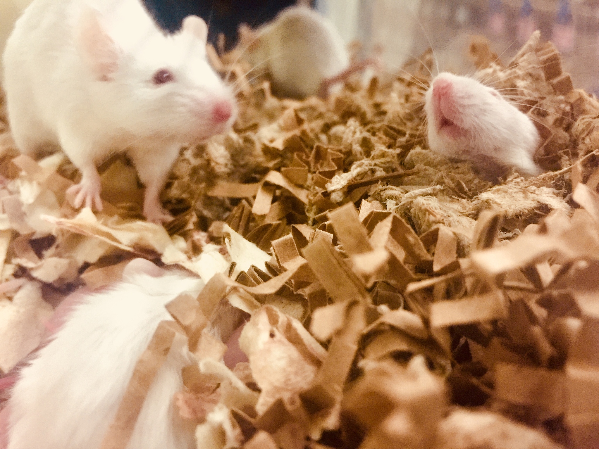 LAB ANIMAL期刊: 实验动物科学与应用的权威指南