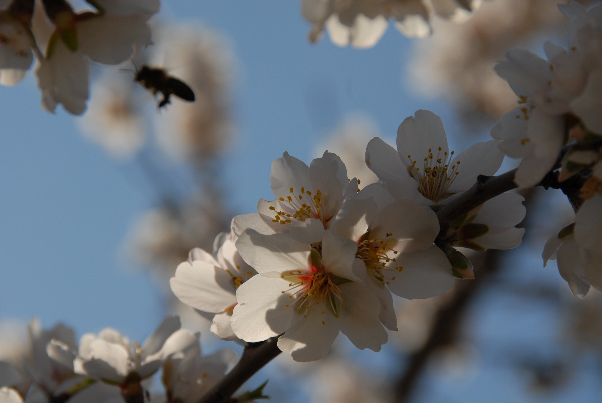 mandelblüte in spanien