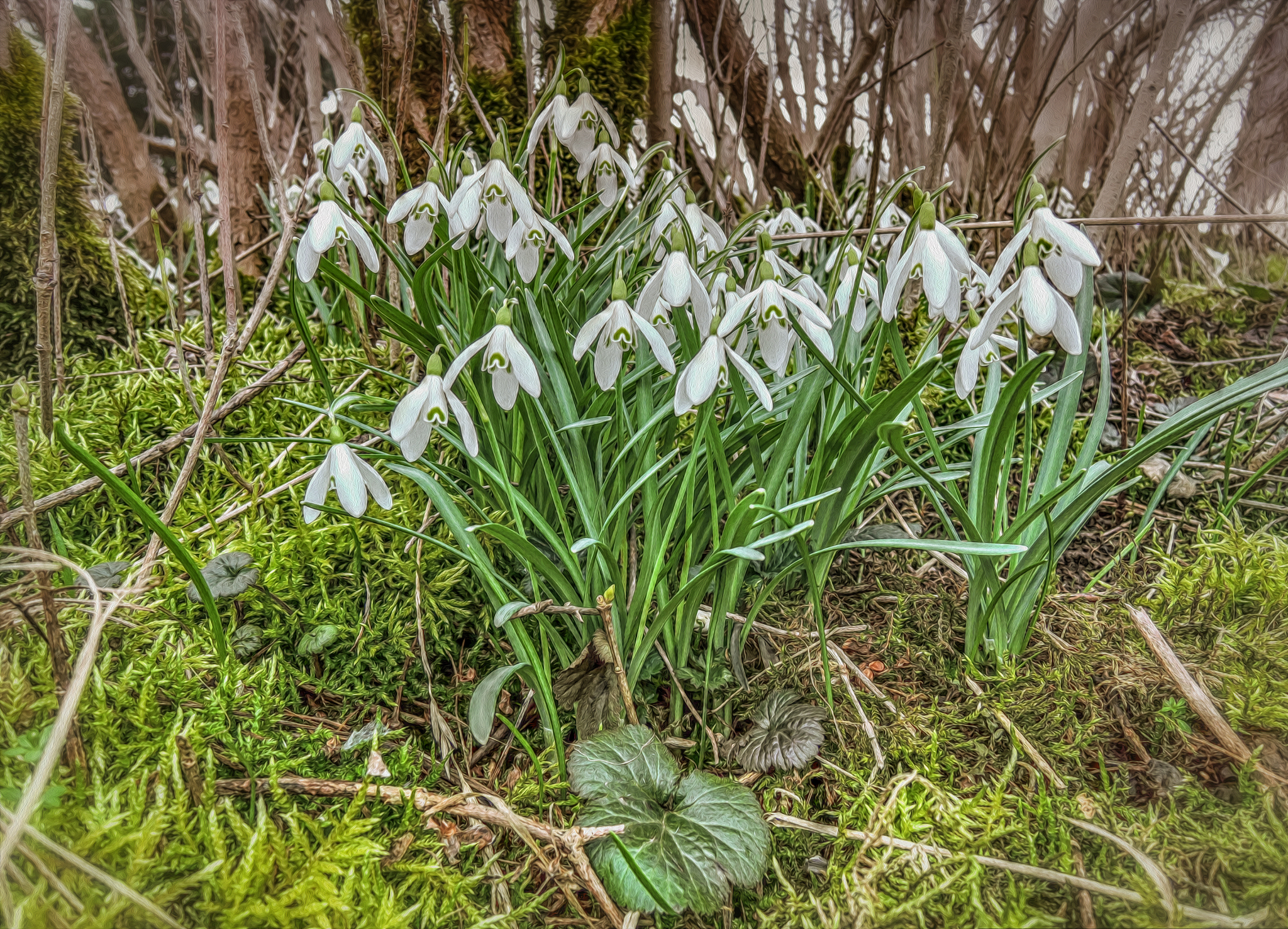 i love snowdrops