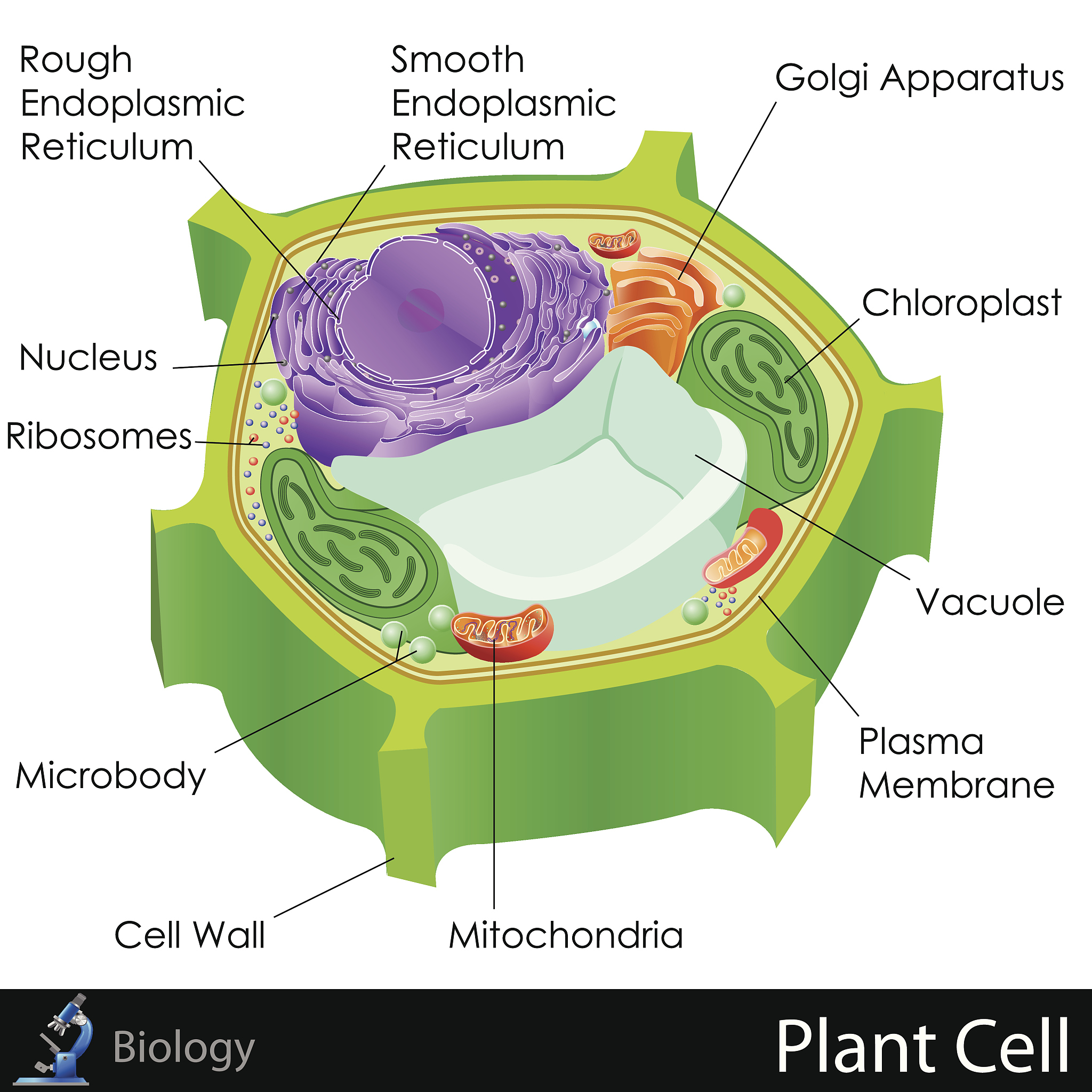 请润色下面的句子，不要改变原意，尽量替换单词：
The imbalance between pro- and anti-inflammatory processes leads to chronic inflammation and the formation of atherosclerotic plaques in the vascular wall.