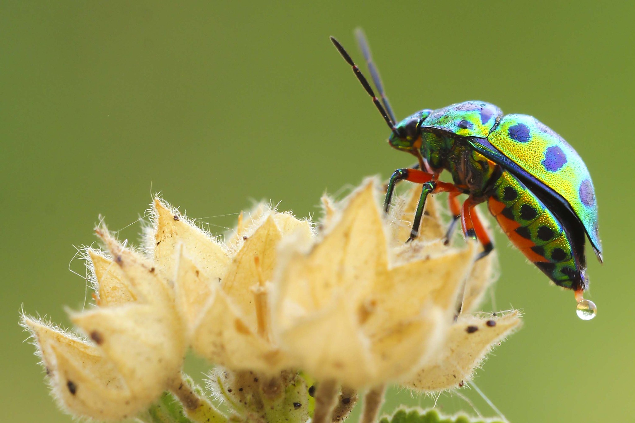 nature macro photography. namely the art of taking pictures acco