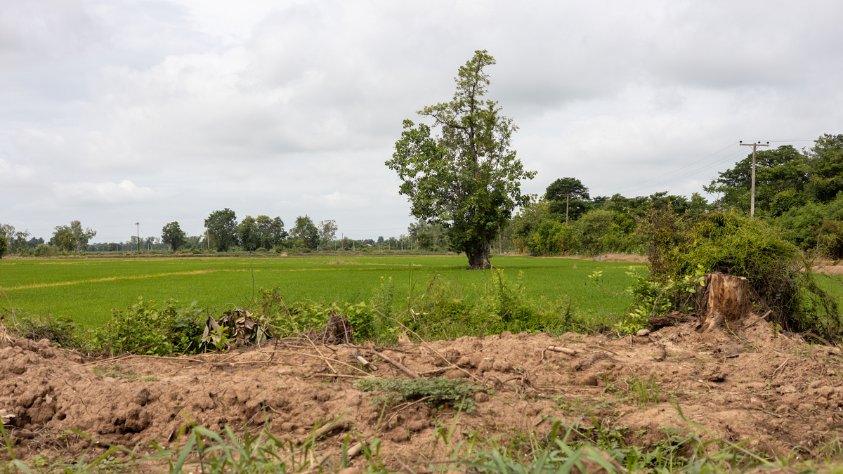 非洲国家贝宁能否种植小麦
