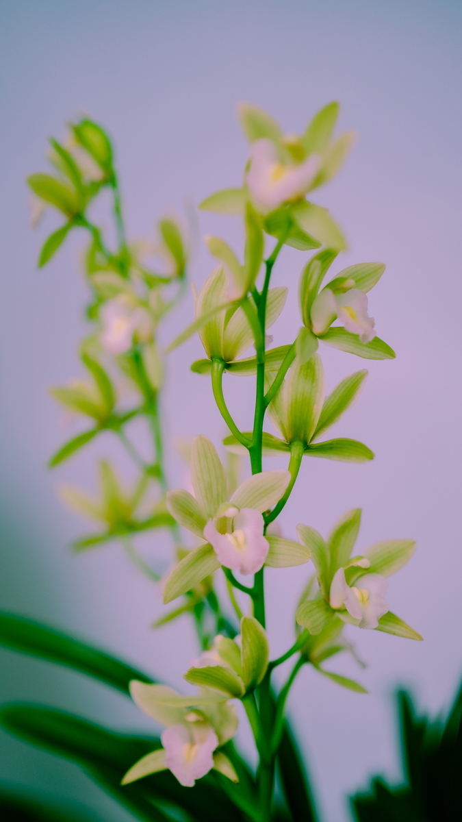 玉林市国兰、杂交兰、石触兰种植概况