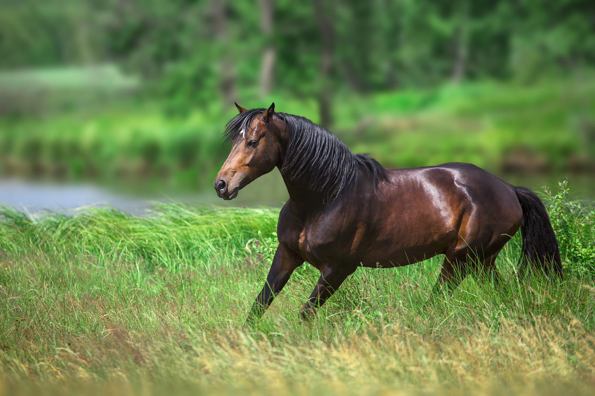 horse