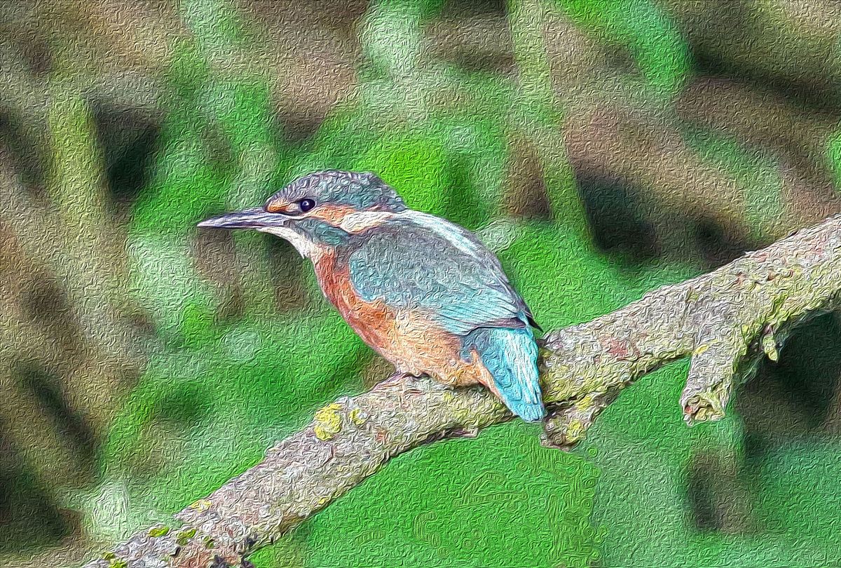你如何看待鸡你太美这个梗