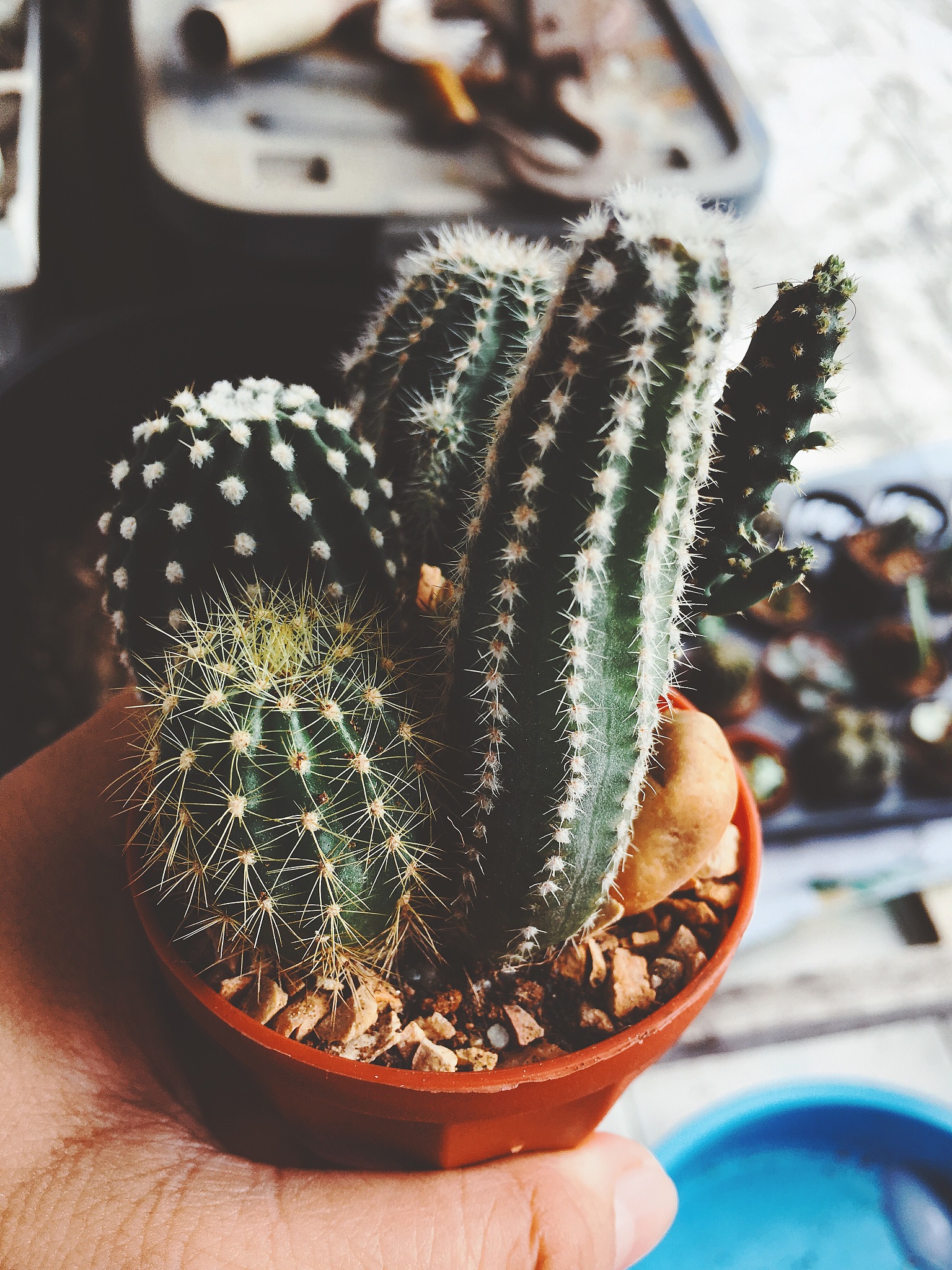 close-up cropped hand holding potted succulent plant