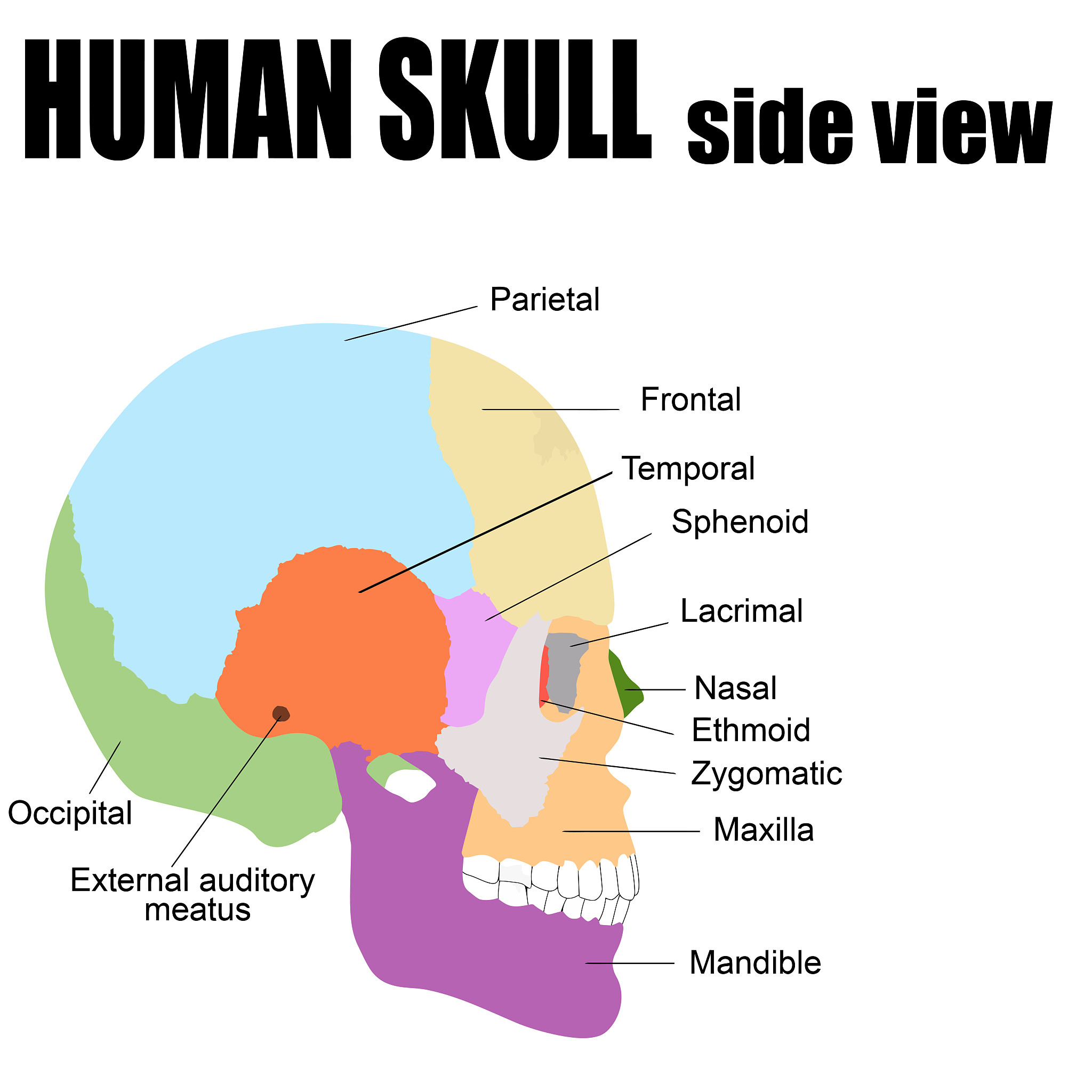 In English guts are used to describe courage and what are other internal human organs used in language expression and what do they mean