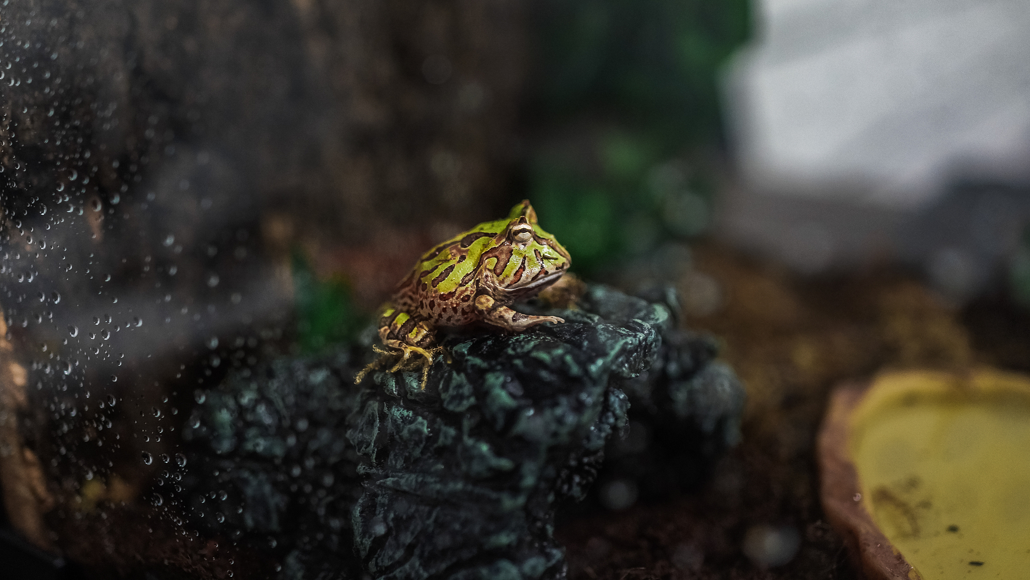 青蛙：常见的两栖动物及其文化象征