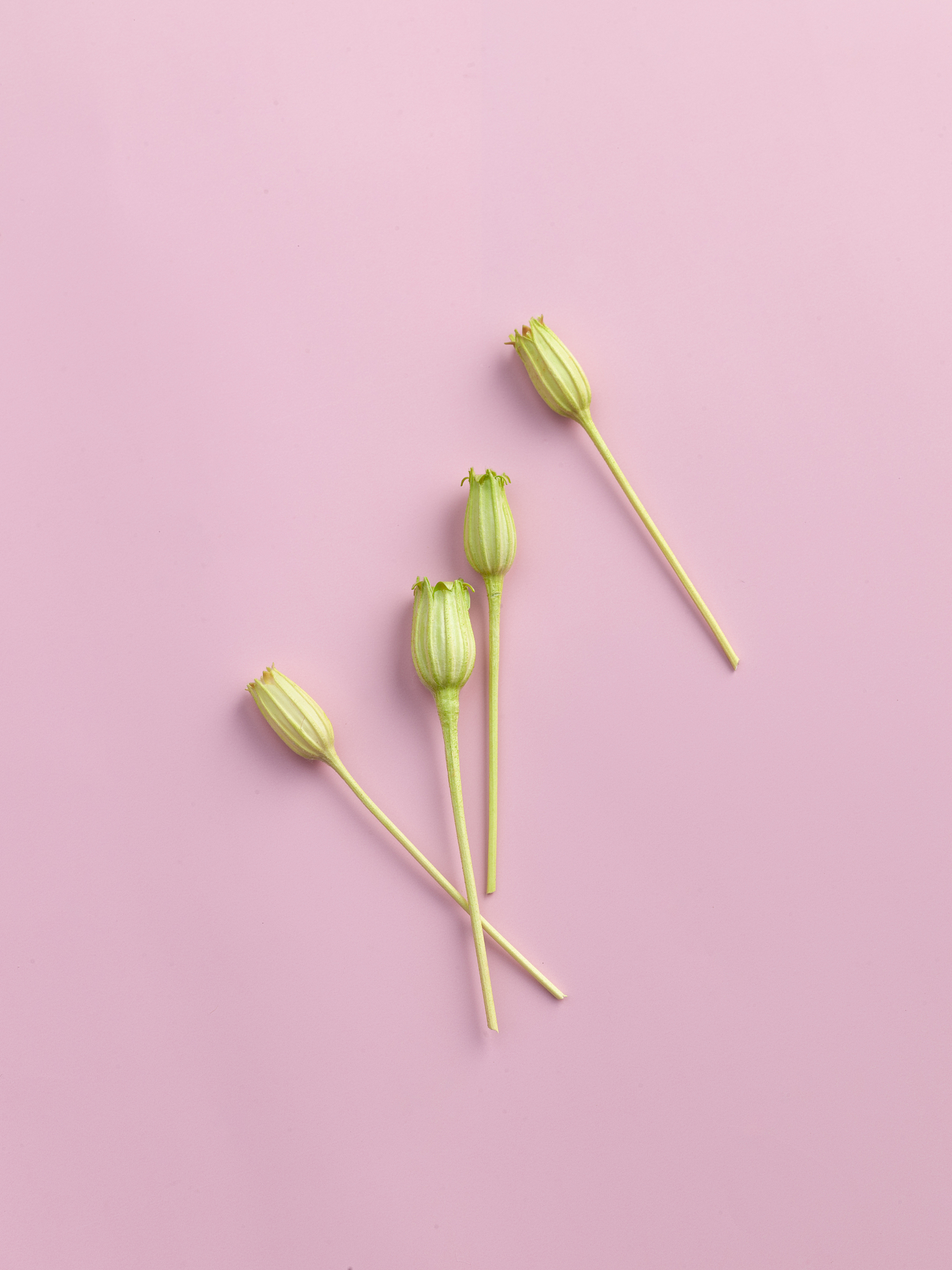 永生花胸针diy活动策划案的活动内容