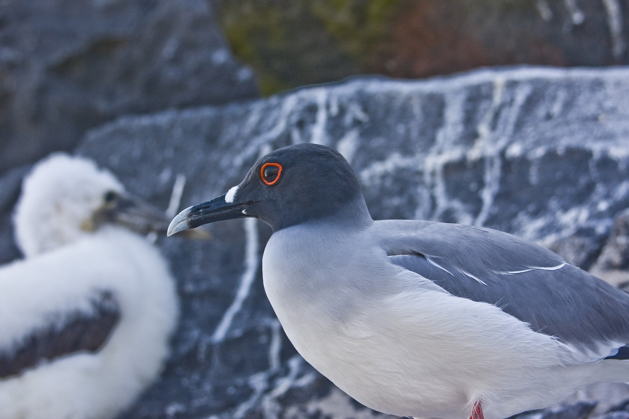 列举五个我可能没听说过的动物