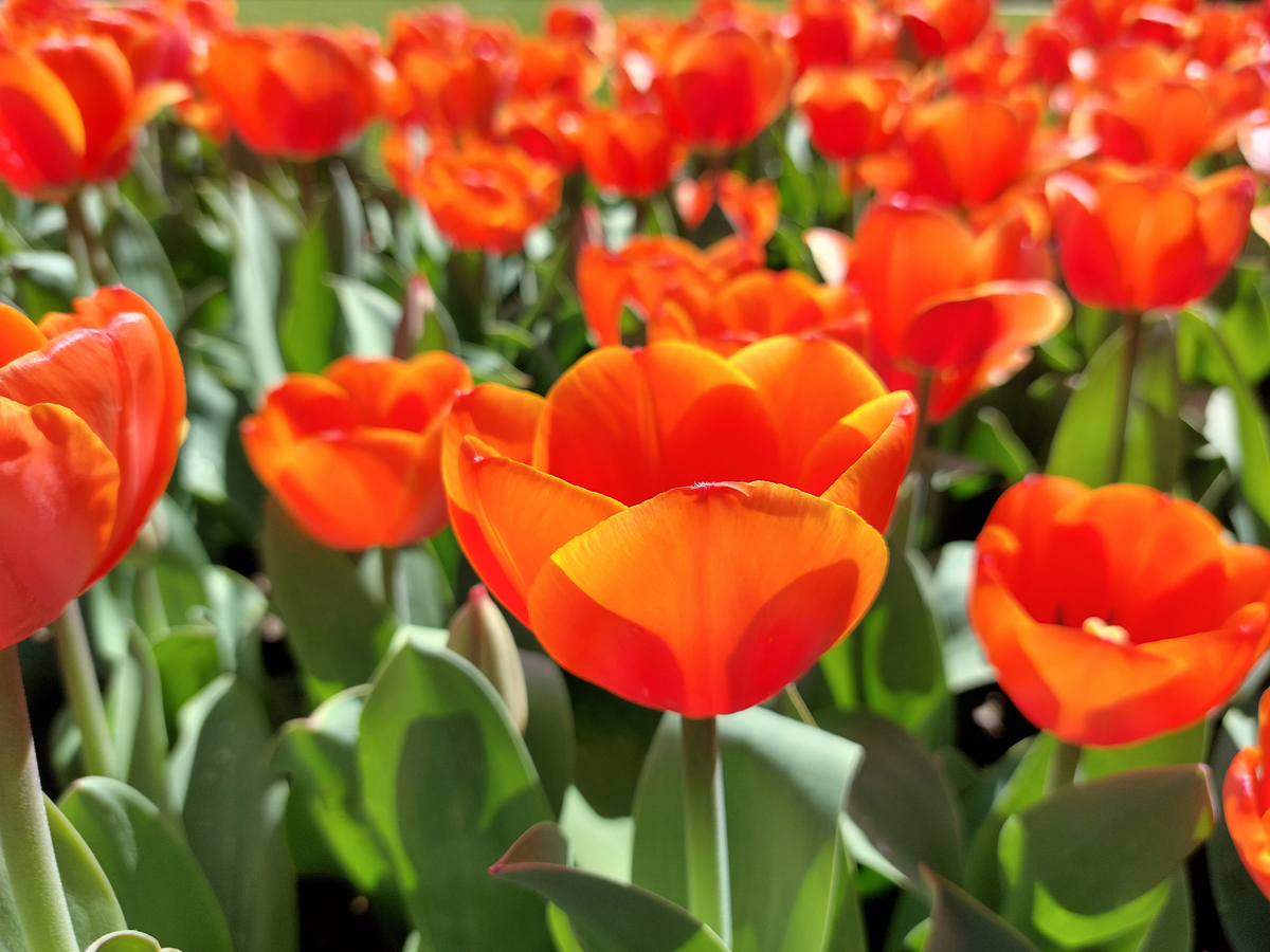 名贵花卉有哪些品种？