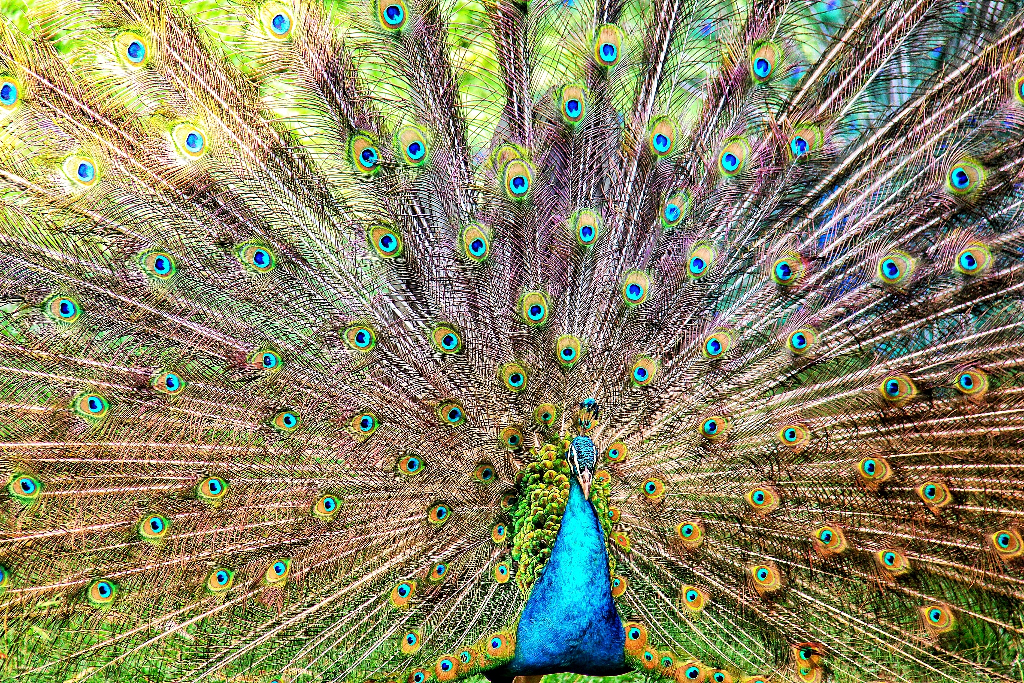 孔雀名字4字10个