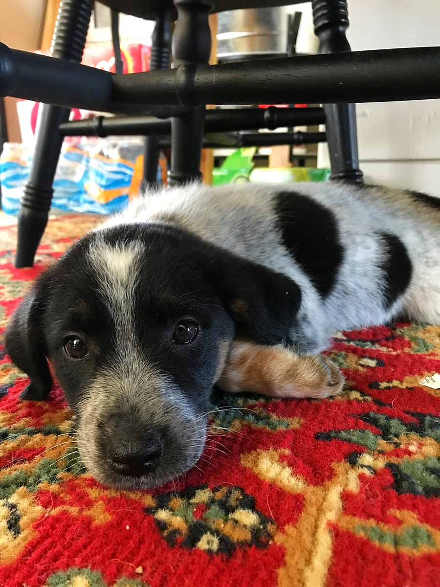 🐶 爱狗女生大揭秘：性格特点、心理分析及恋爱指南 💕