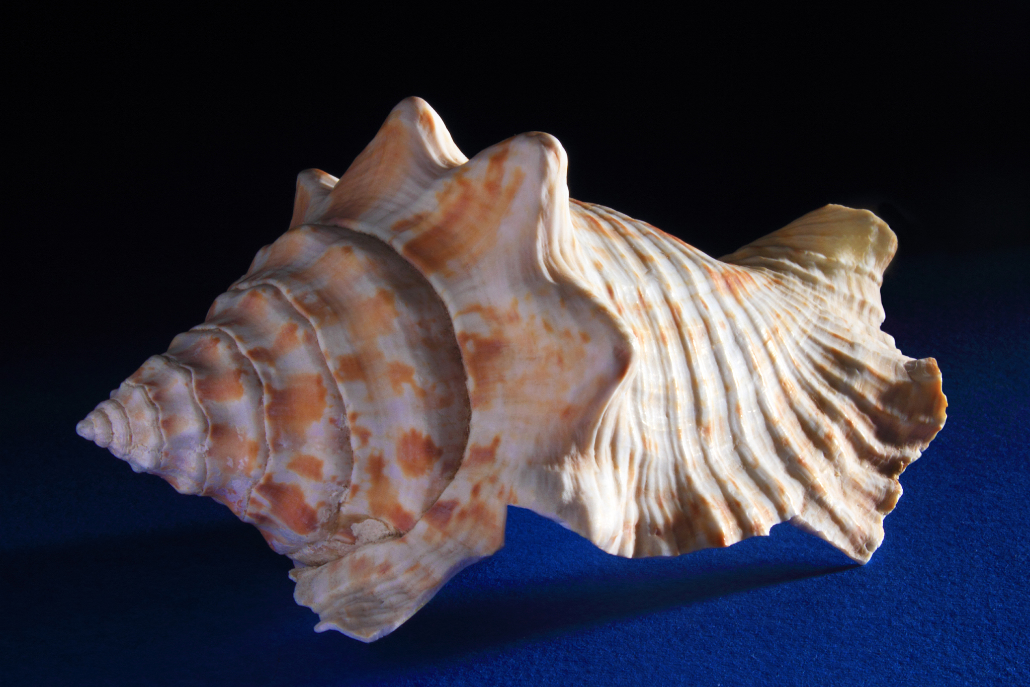 大连海洋学校2019年招生简章