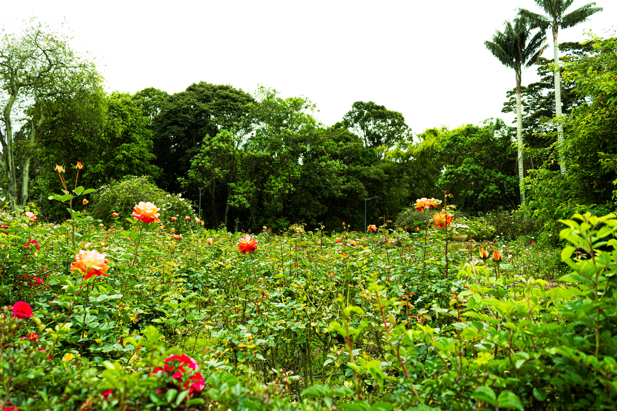 成都郫都区五月花景区联系电话【2023最新】