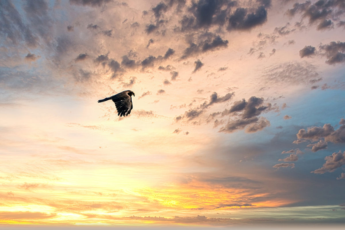 请根据我给你的idea详细描述一个富有创意的画面。 然后使用逗号分隔描述里的修饰词并把描述翻译成英文。idea 一只鸟