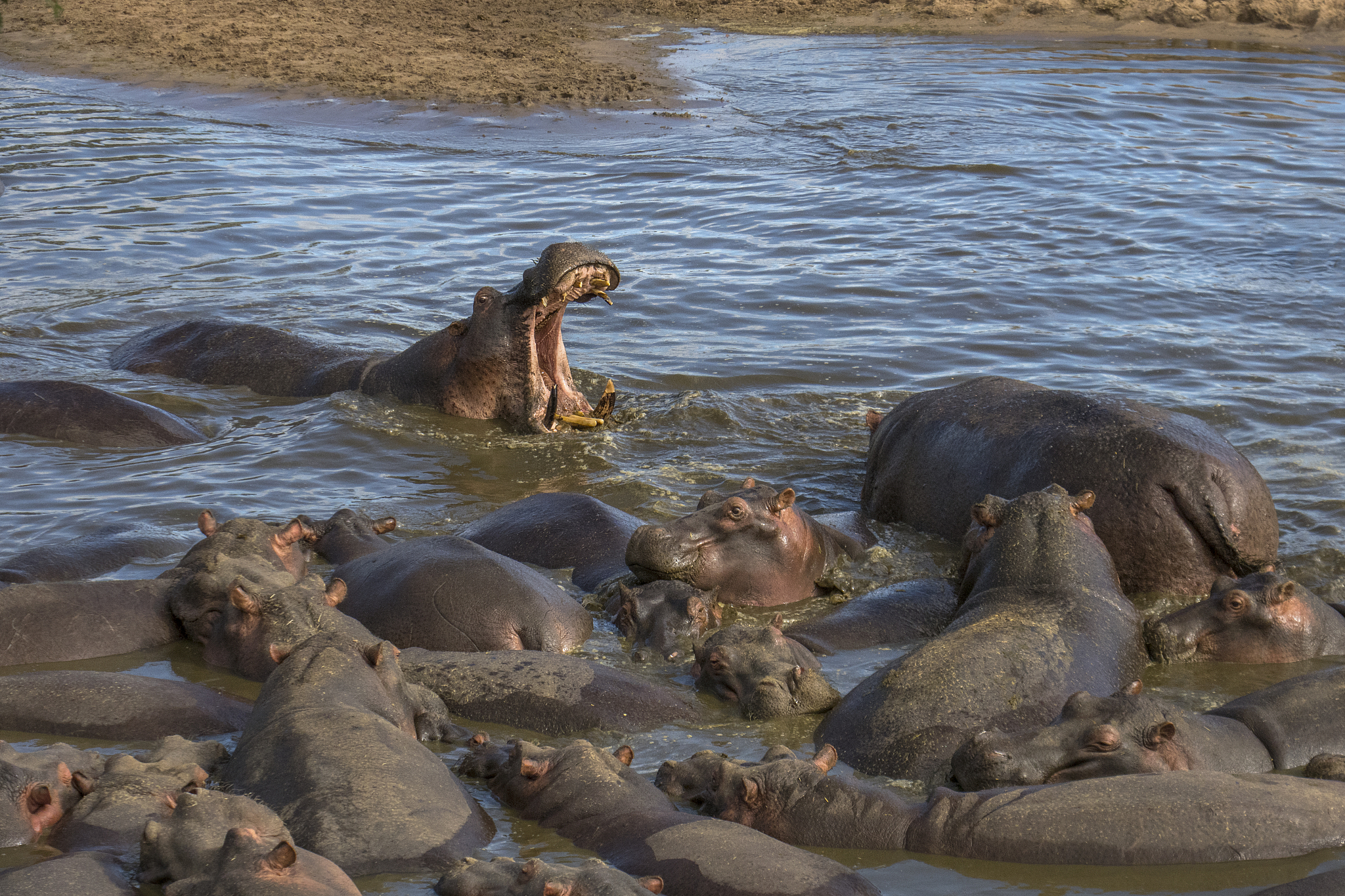 herd of hippos in a lake