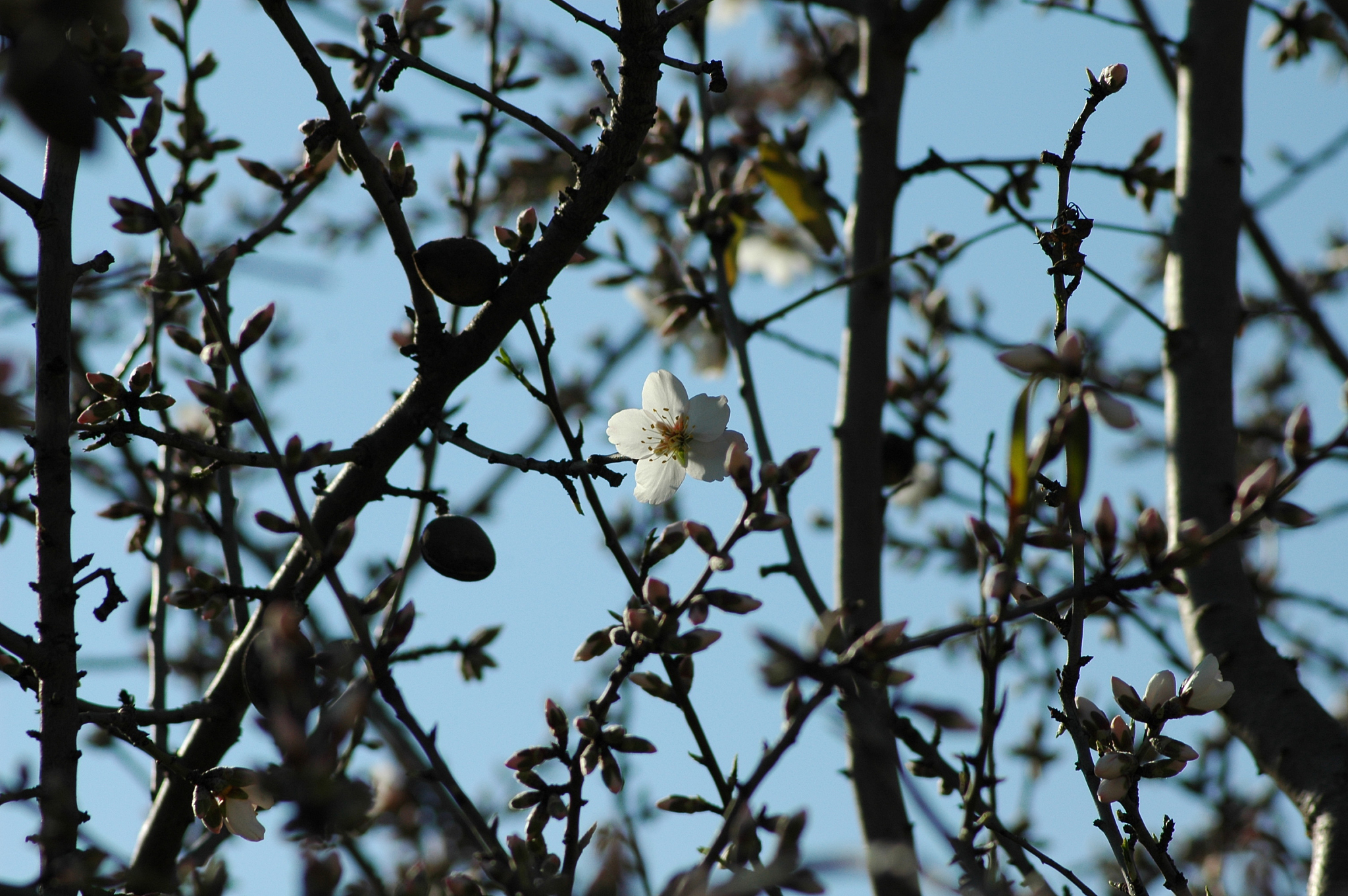 mandelblüte in spanien