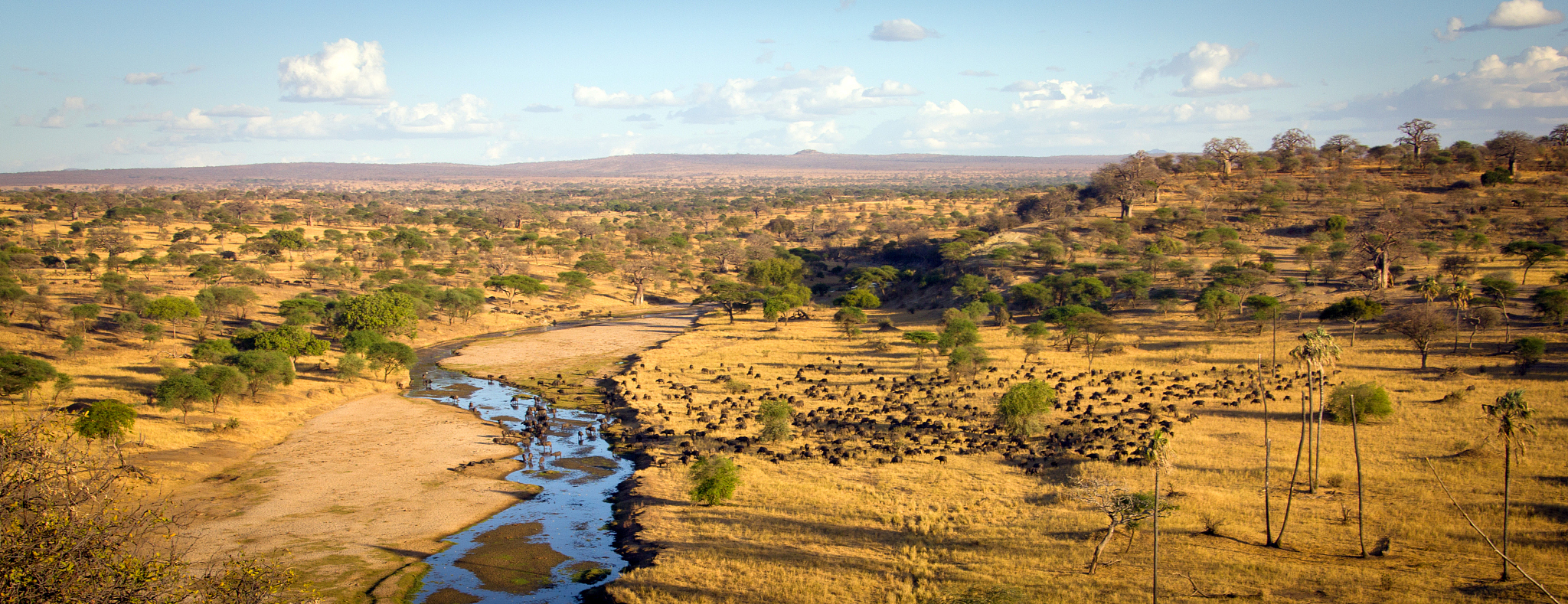 herd of water buffalo grazing at tarangire national park panoram