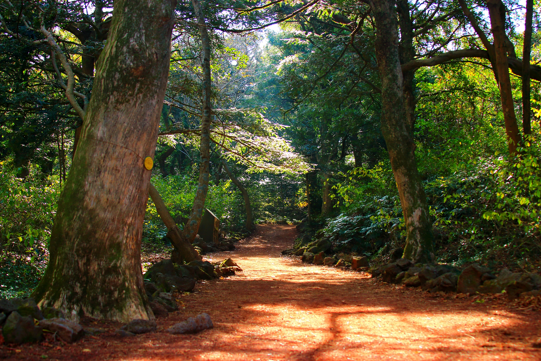 visa forest, forest, promenade, pitonchid,