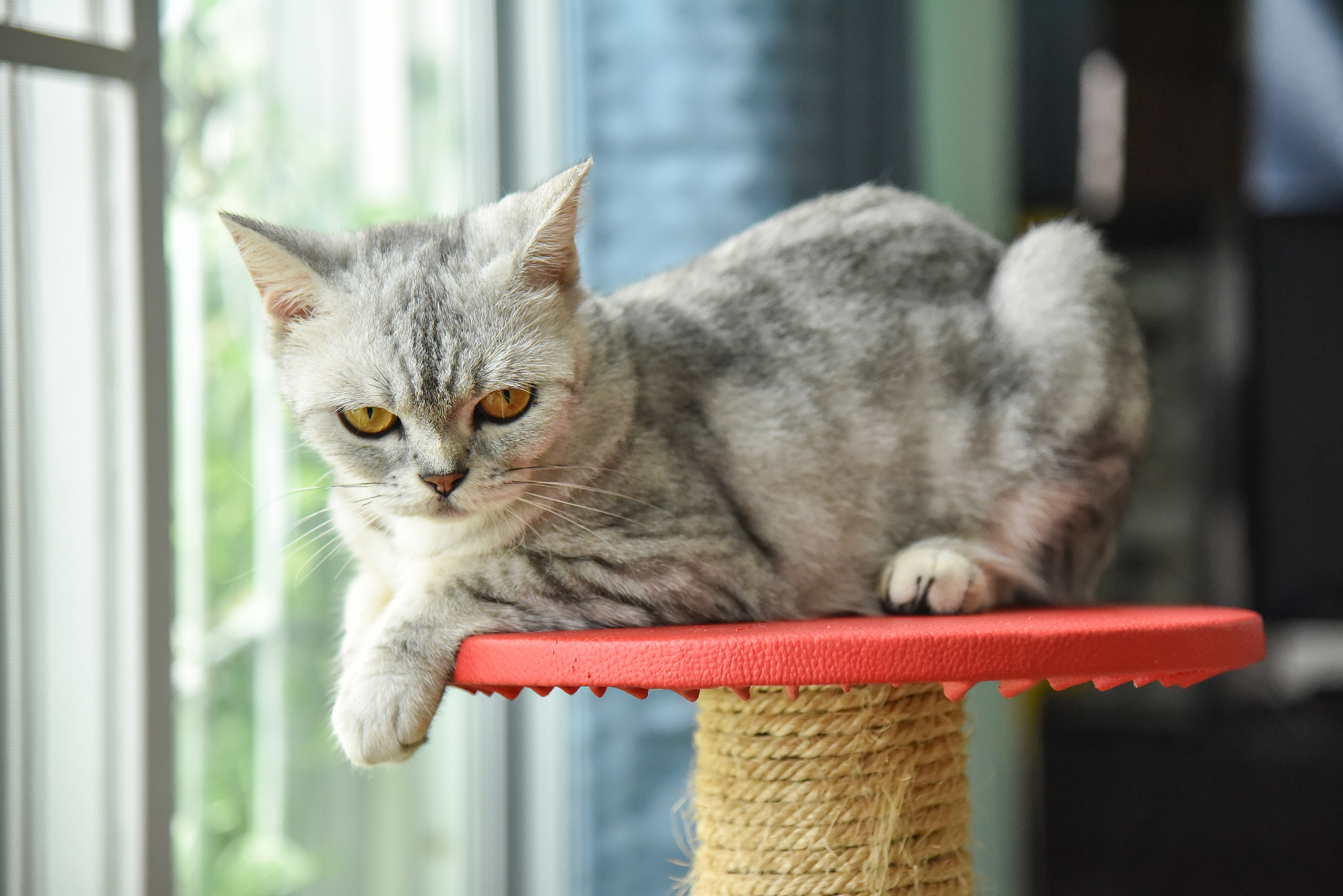grey scottish fold cat looking to camera.