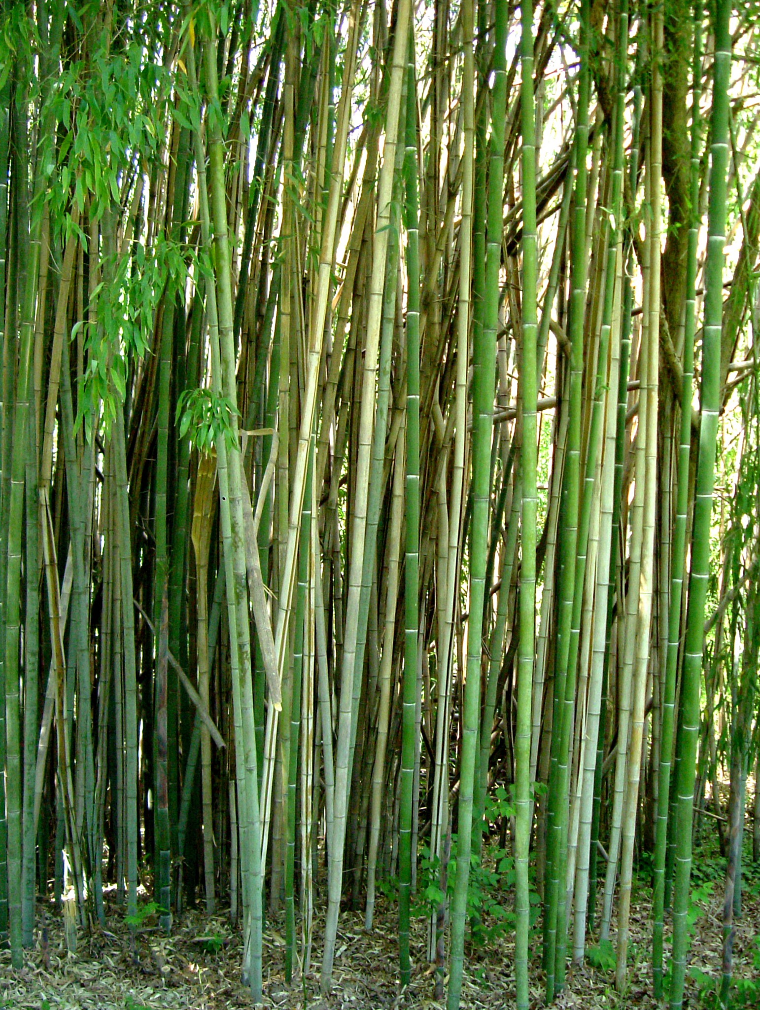 bamboo fields