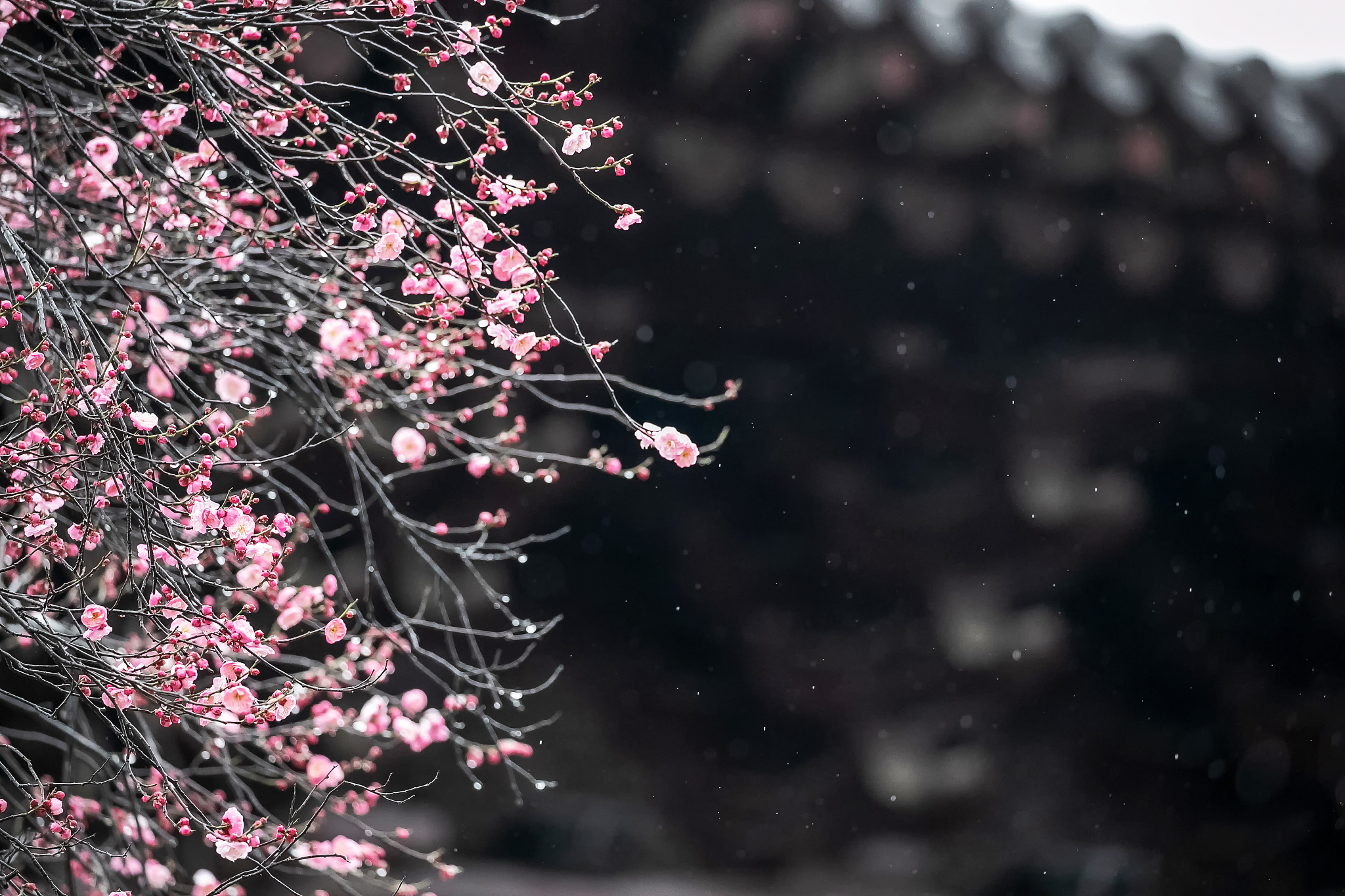 北方佳人寒梅诗