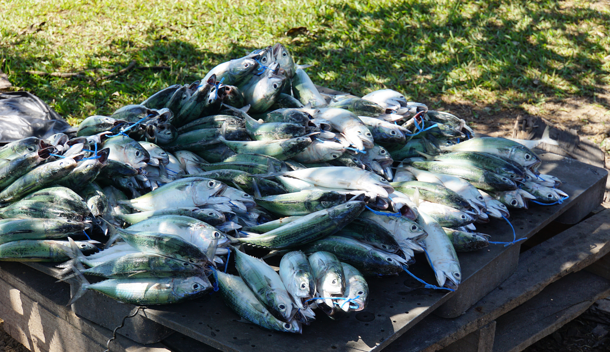 帮我拟一个关于鲑鱼的论文的标题及摘要