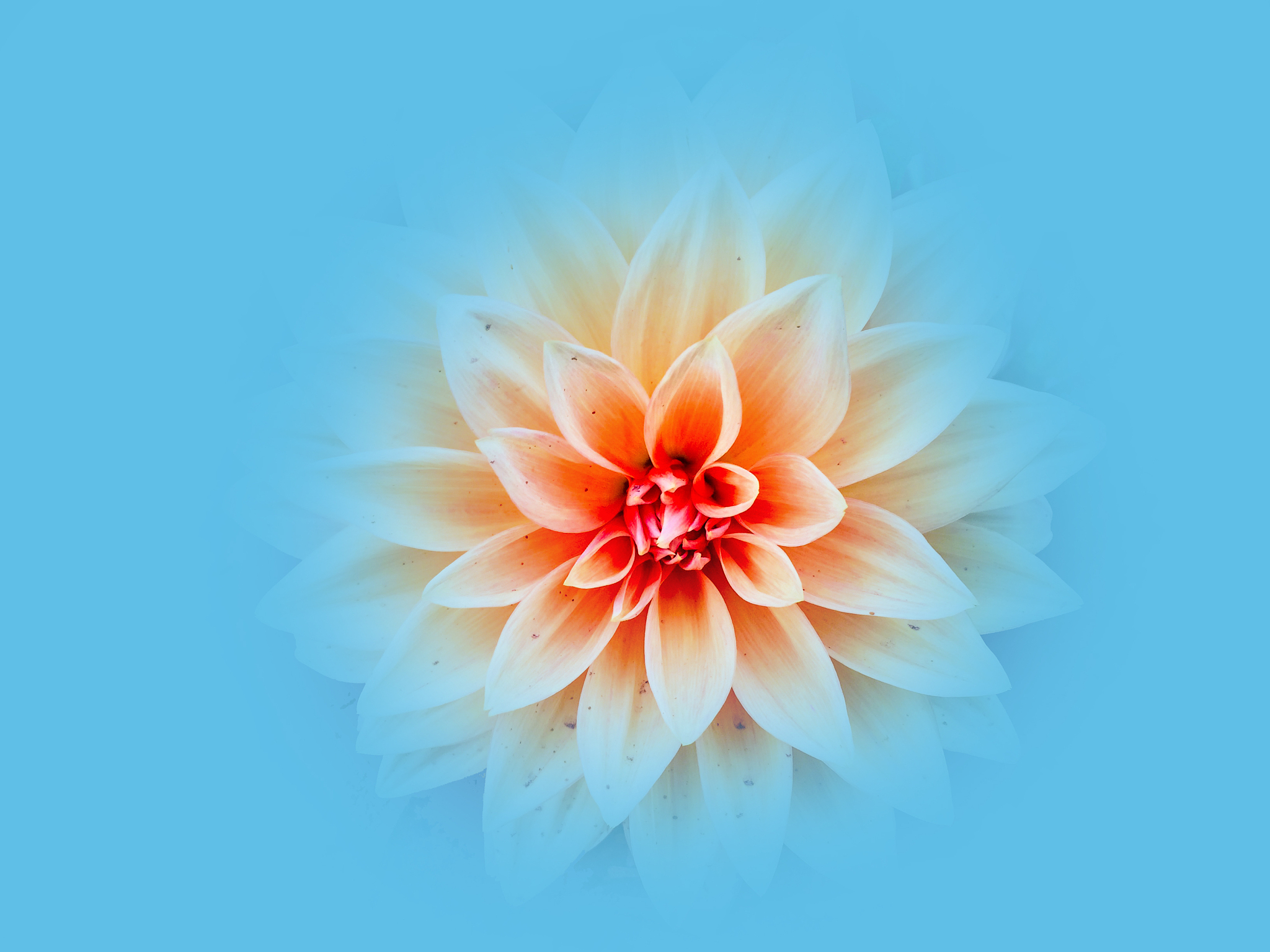 dahlia flower
