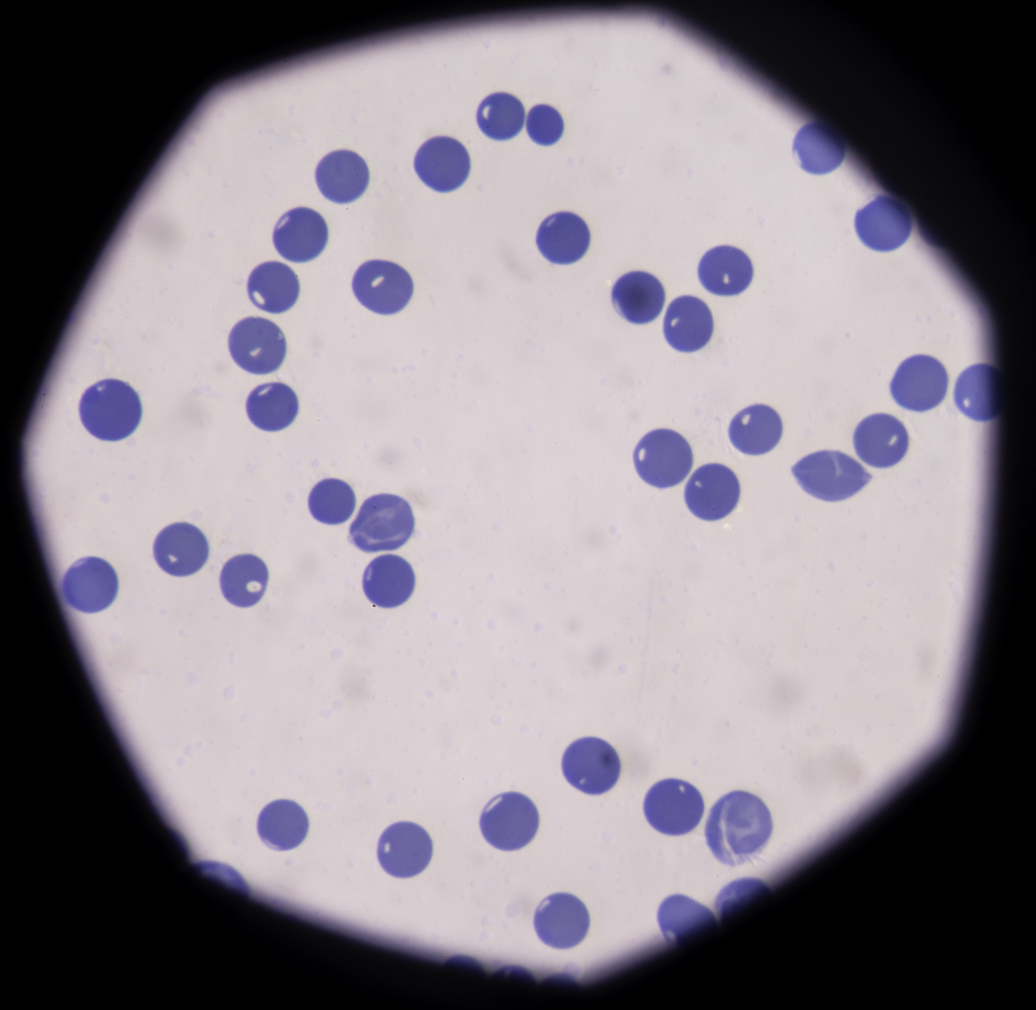 色谱填料特性：高效分离的必备条件