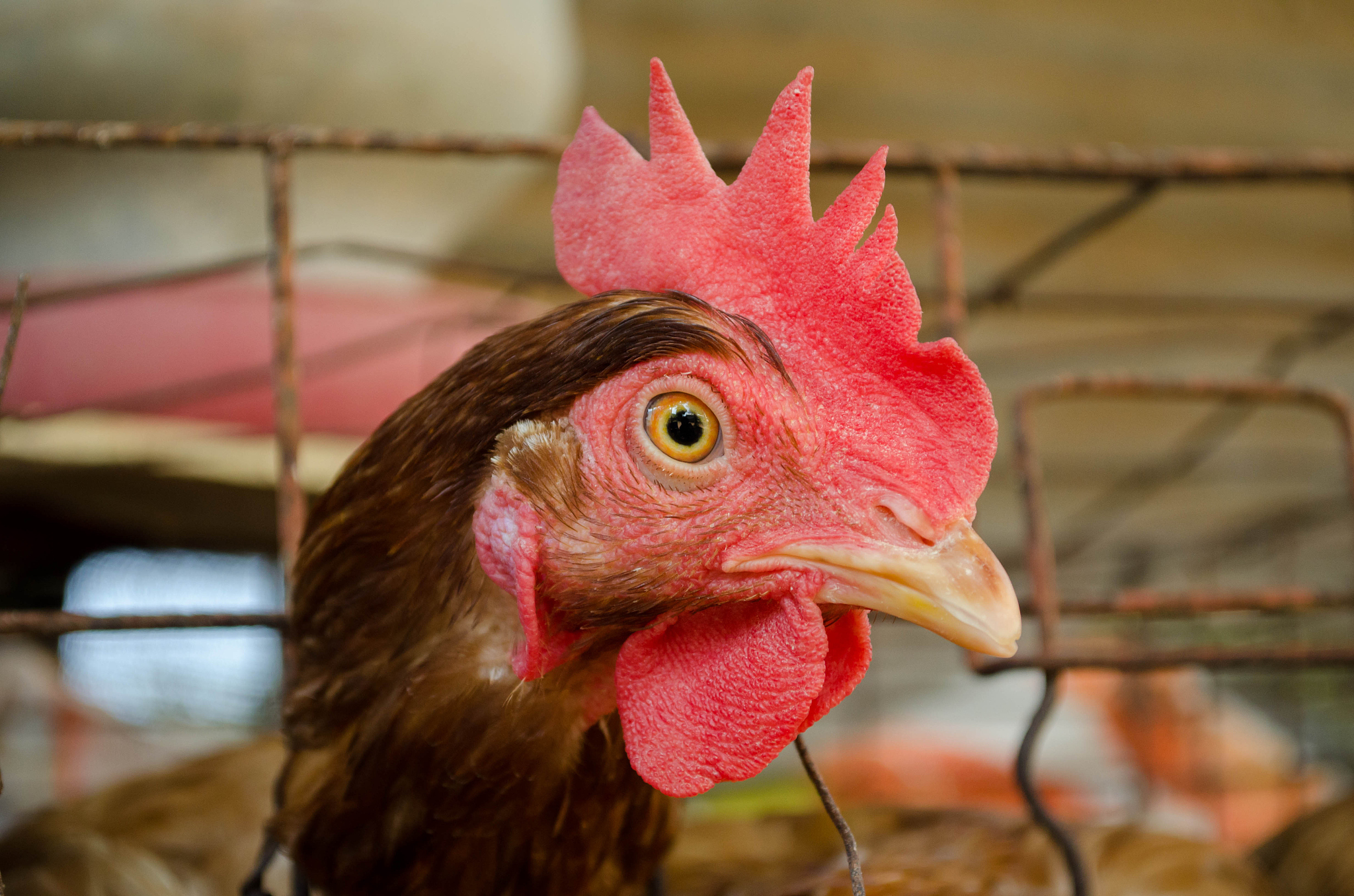 chicken