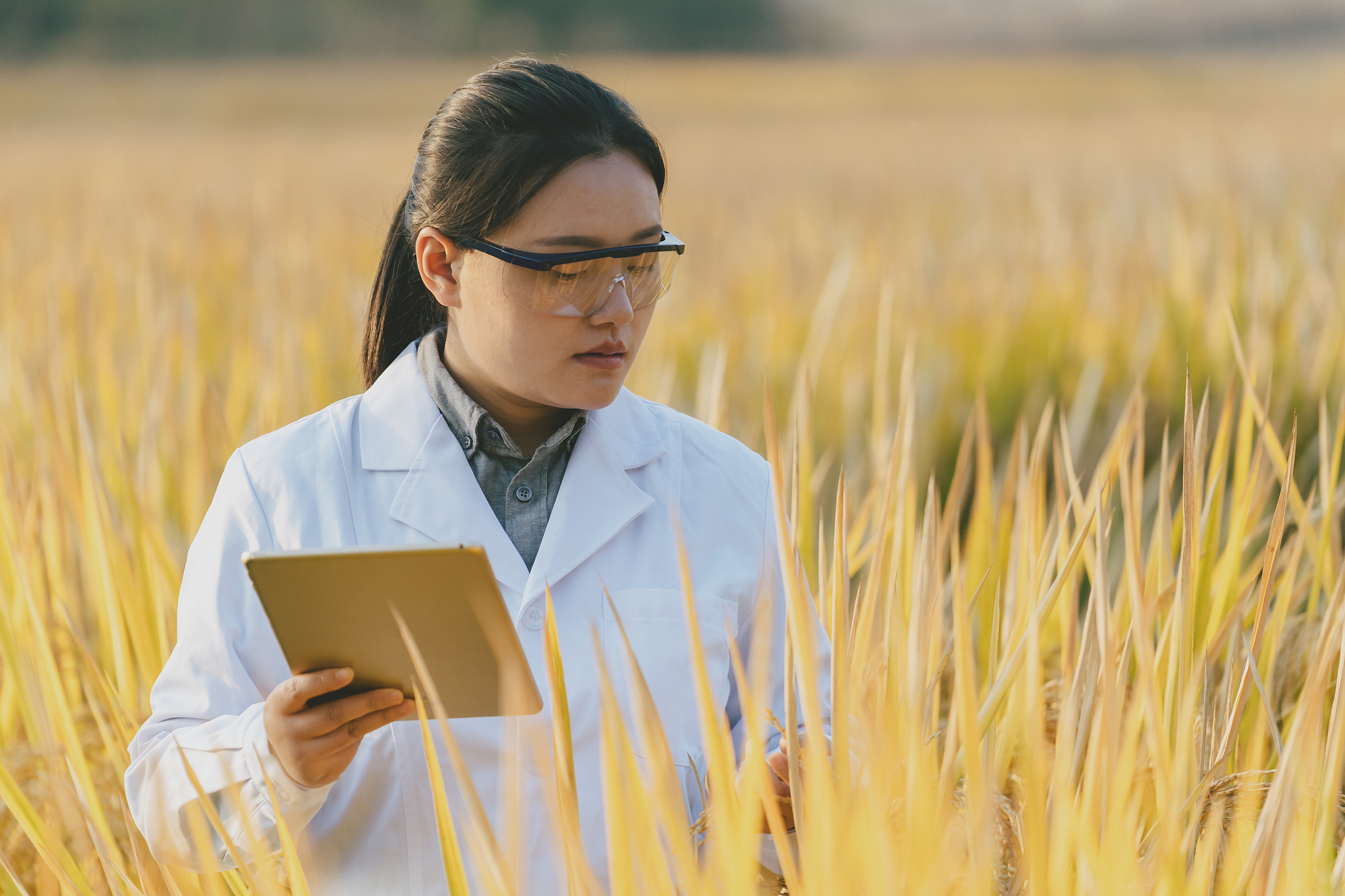 贡献者名单 - 谷物科学与技术研究人员