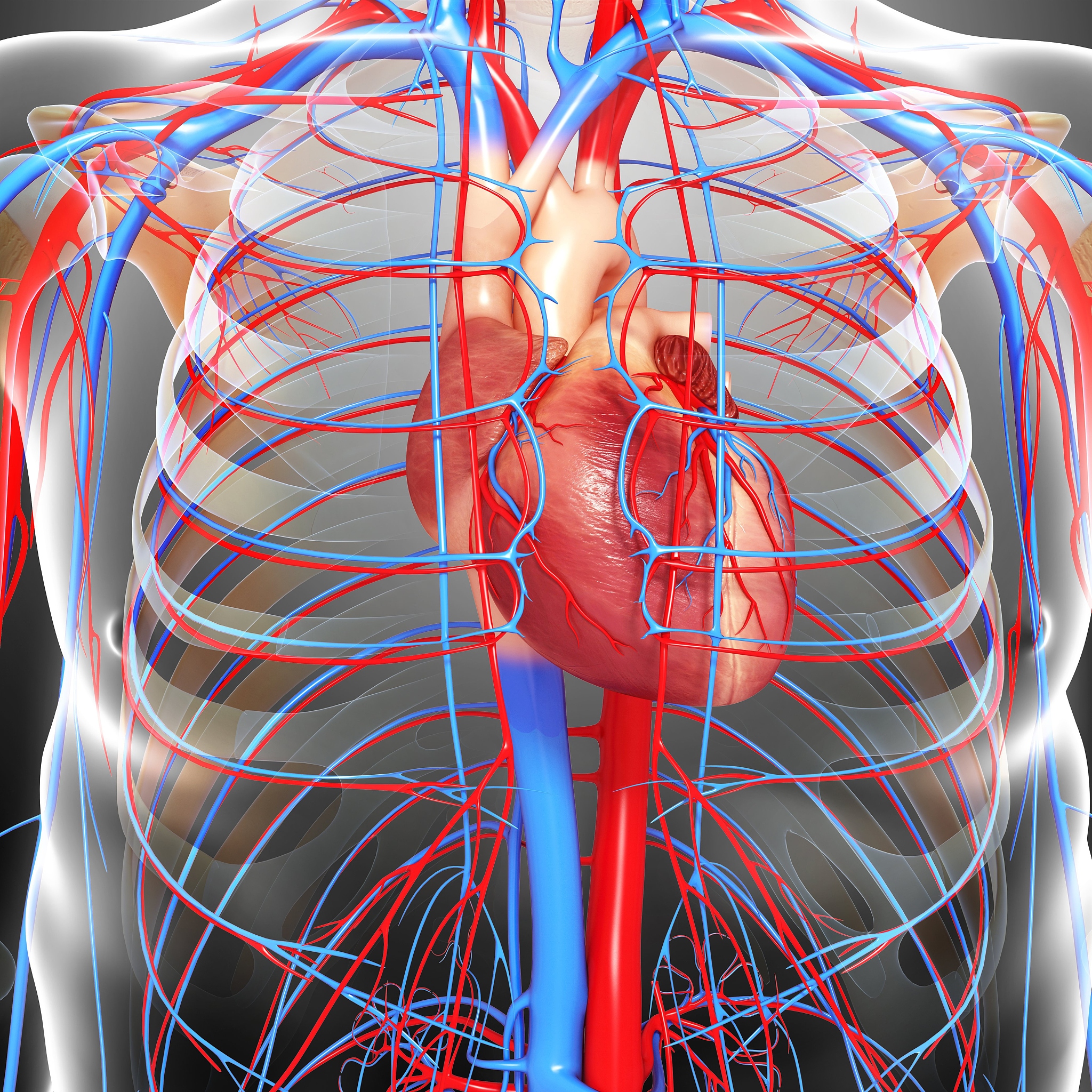 第一肋骨附近有哪些重要血管