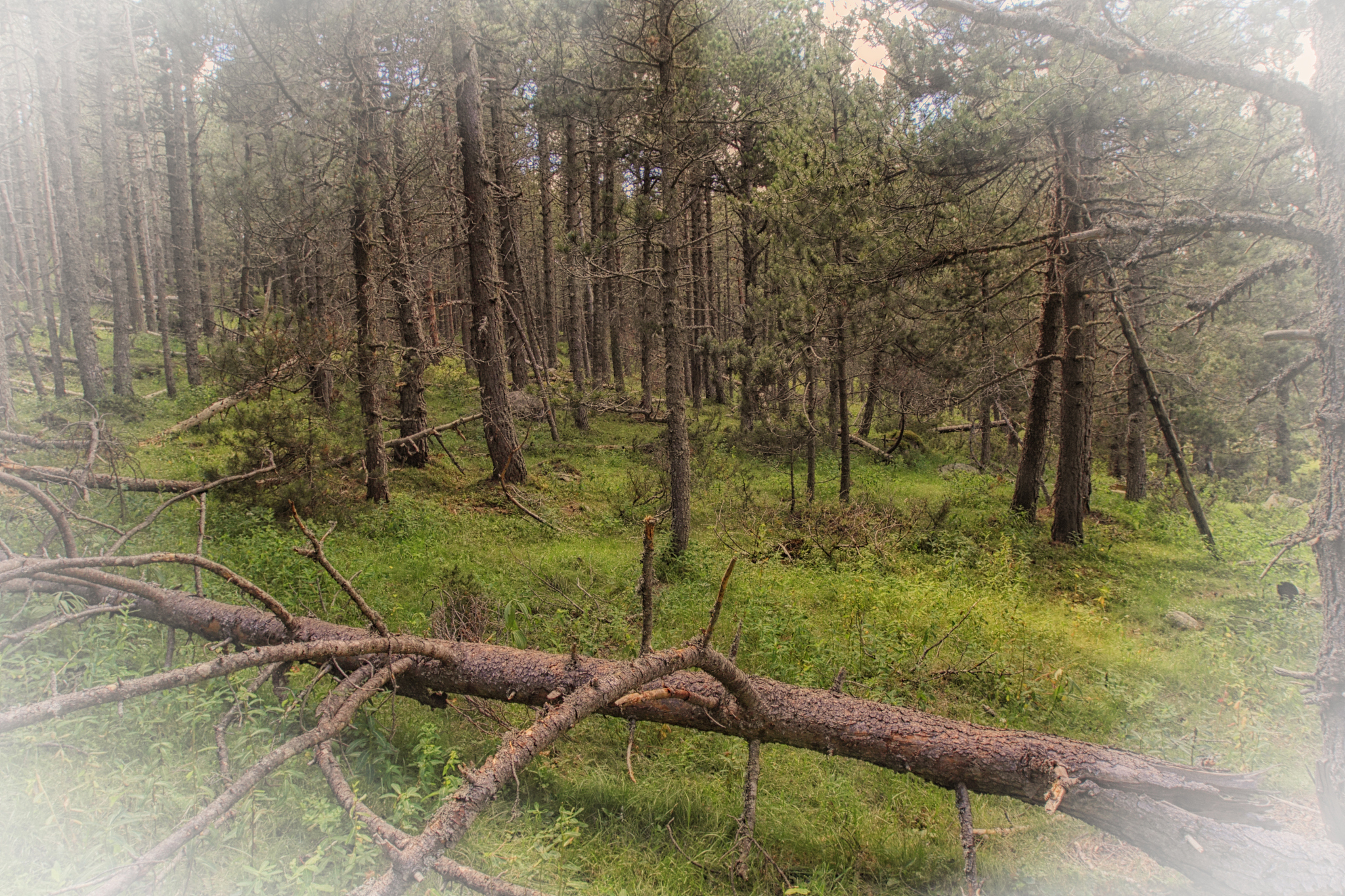 经济林生长多久会被采伐