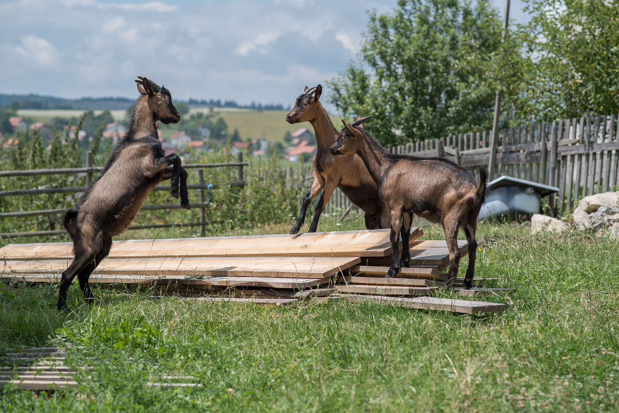 three baby goats playing in a field on a farm, bosnia and herzeg