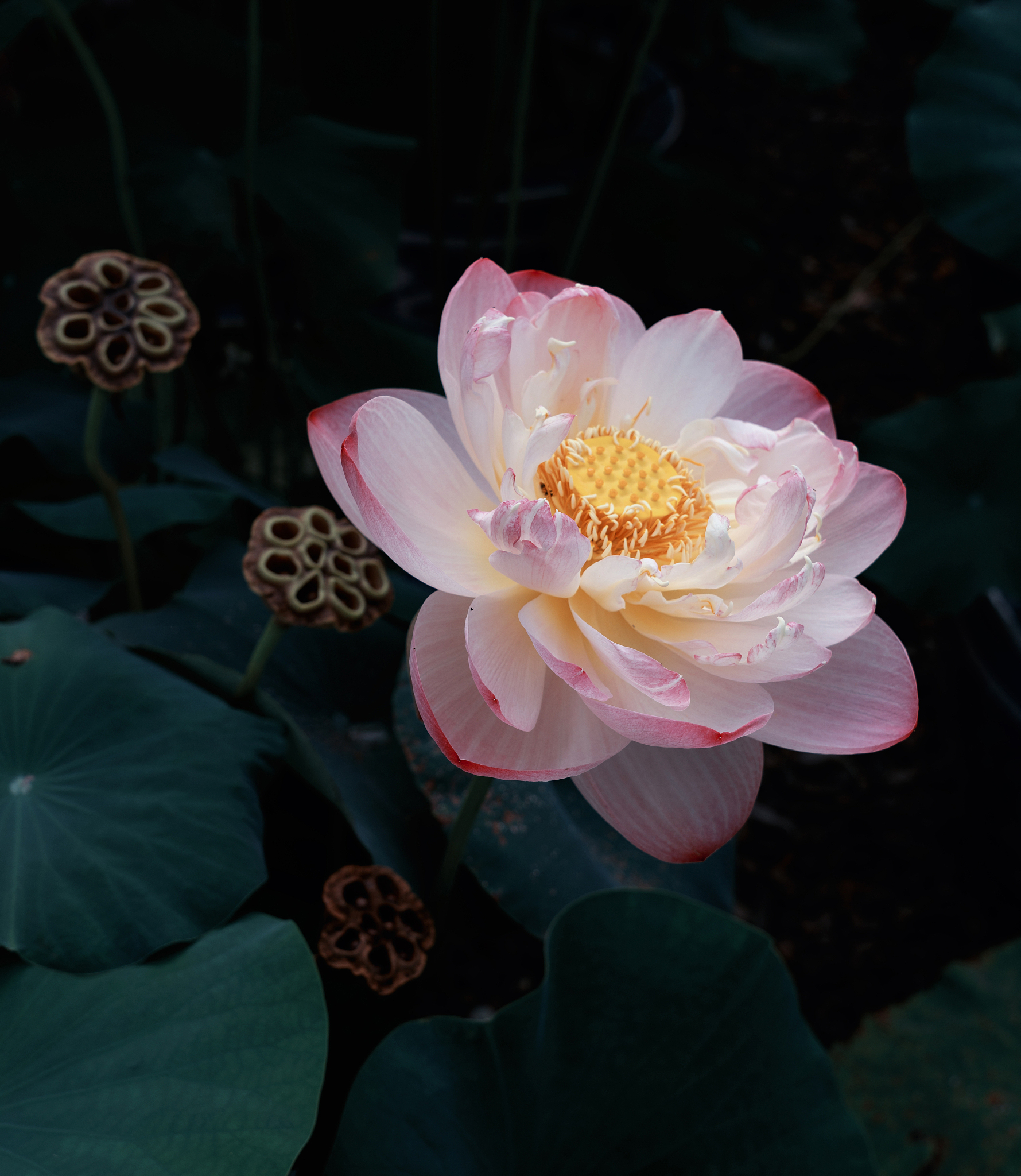 佛主拿起花走一圈是什么意思