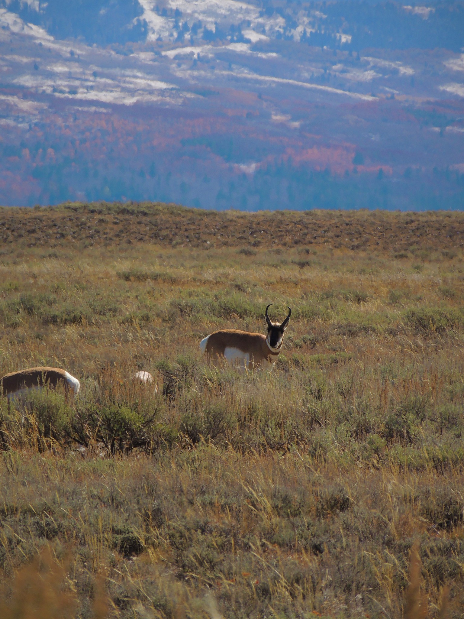 antelope herd