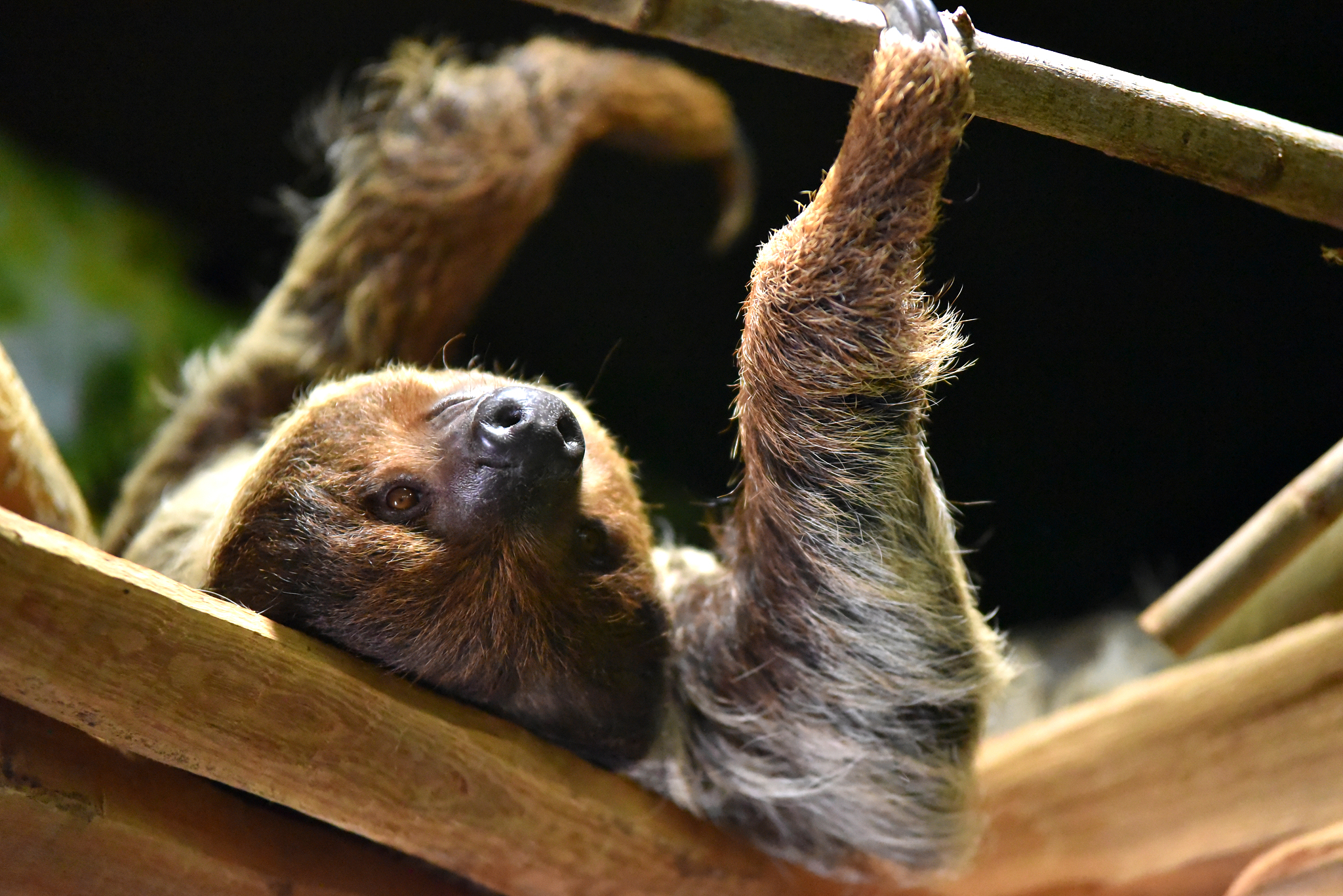 肖是老鼠还是树懒？ - 了解两种动物的差异