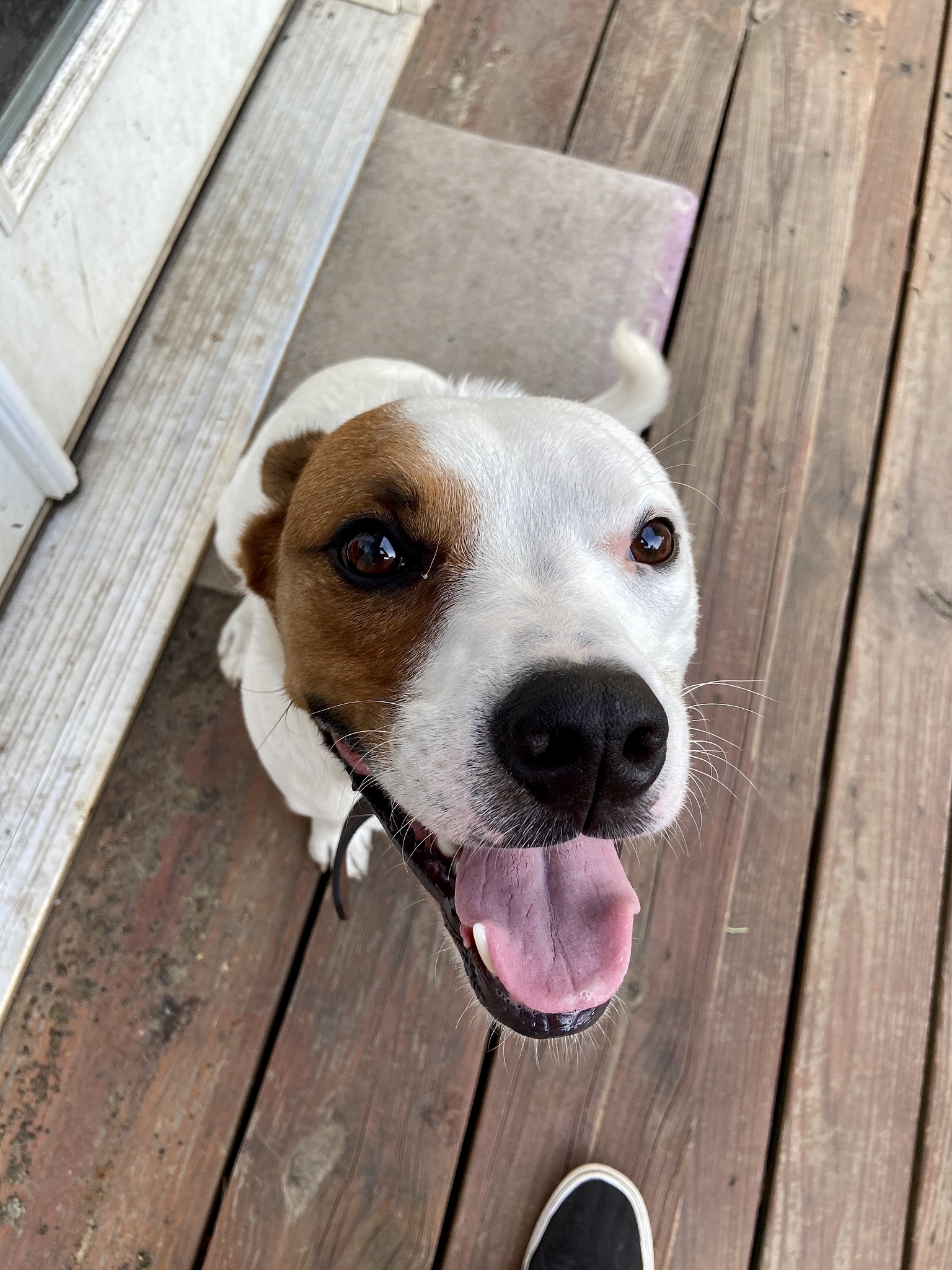 抖音爆款视频：宠物搞怪时刻！