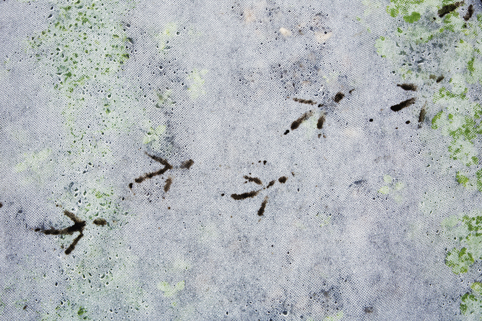 帮我写一份有关于草地贪夜蛾迁飞性研究的文献综述2000字