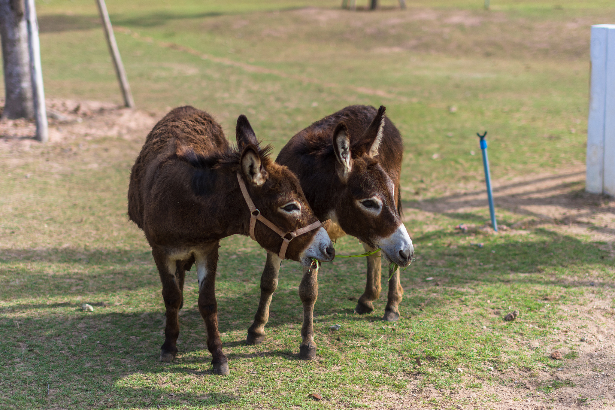 horses in the zoo