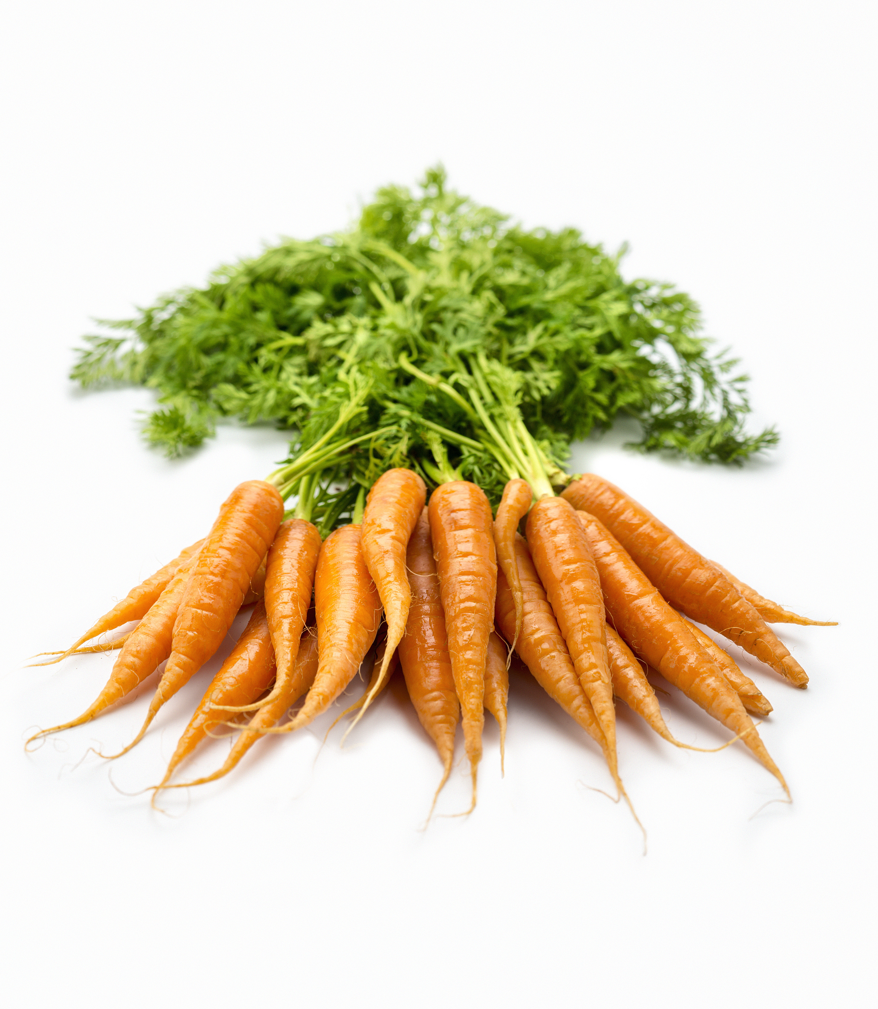 bunch of carrots
