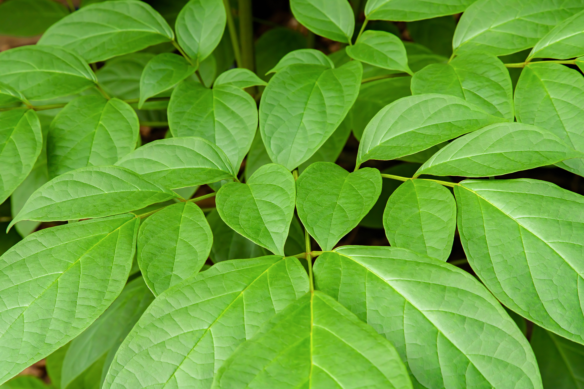 the green  leaves of broken bones tree background.