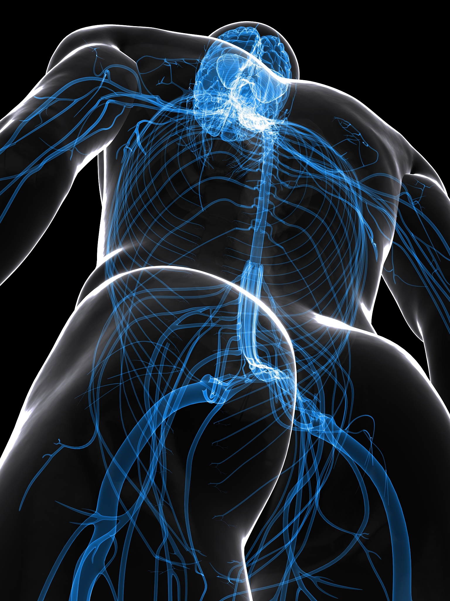 条件反射建立过程：运动生理学解析