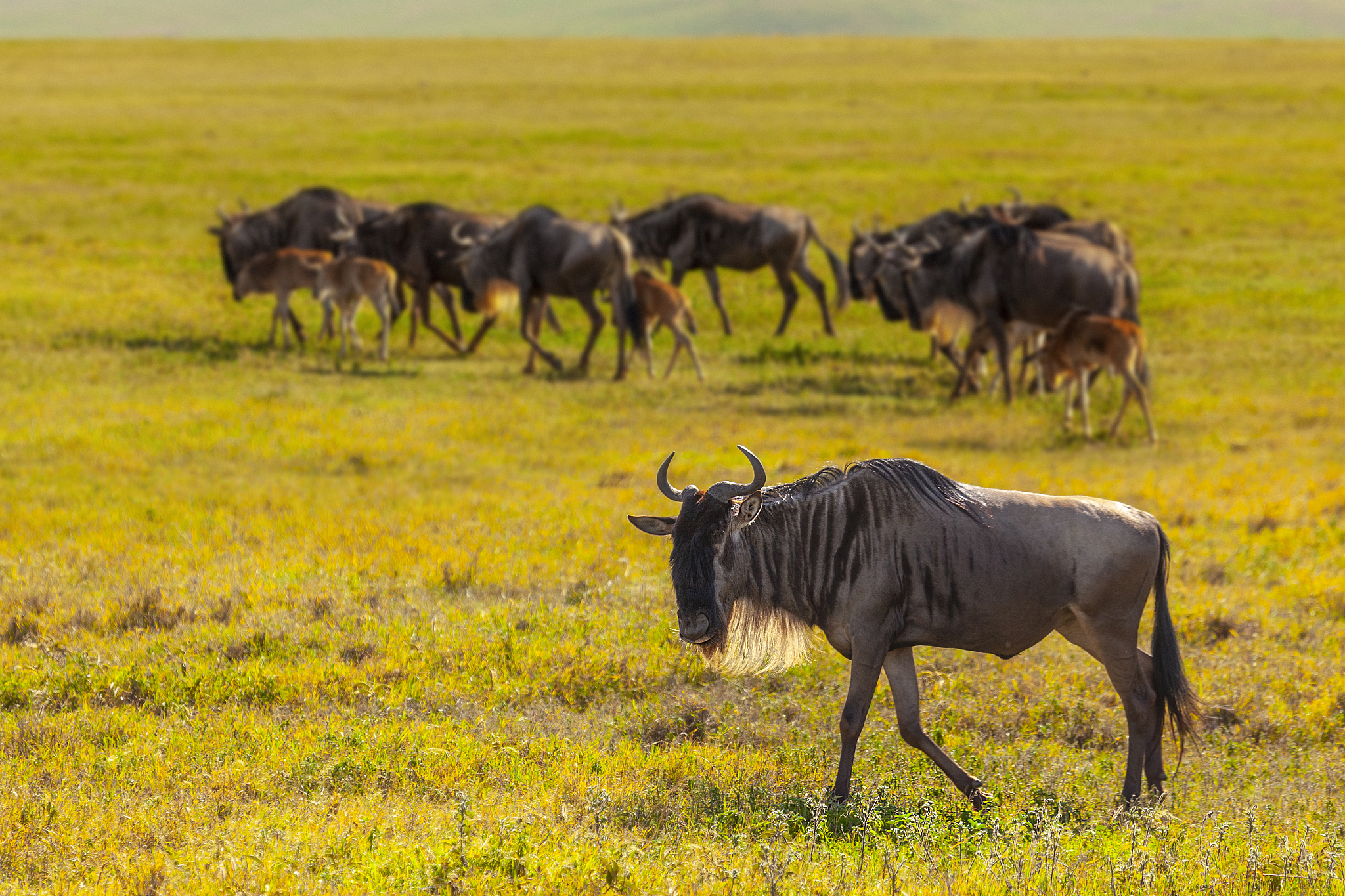 wildebeest in serengeti national park, tanzaniat