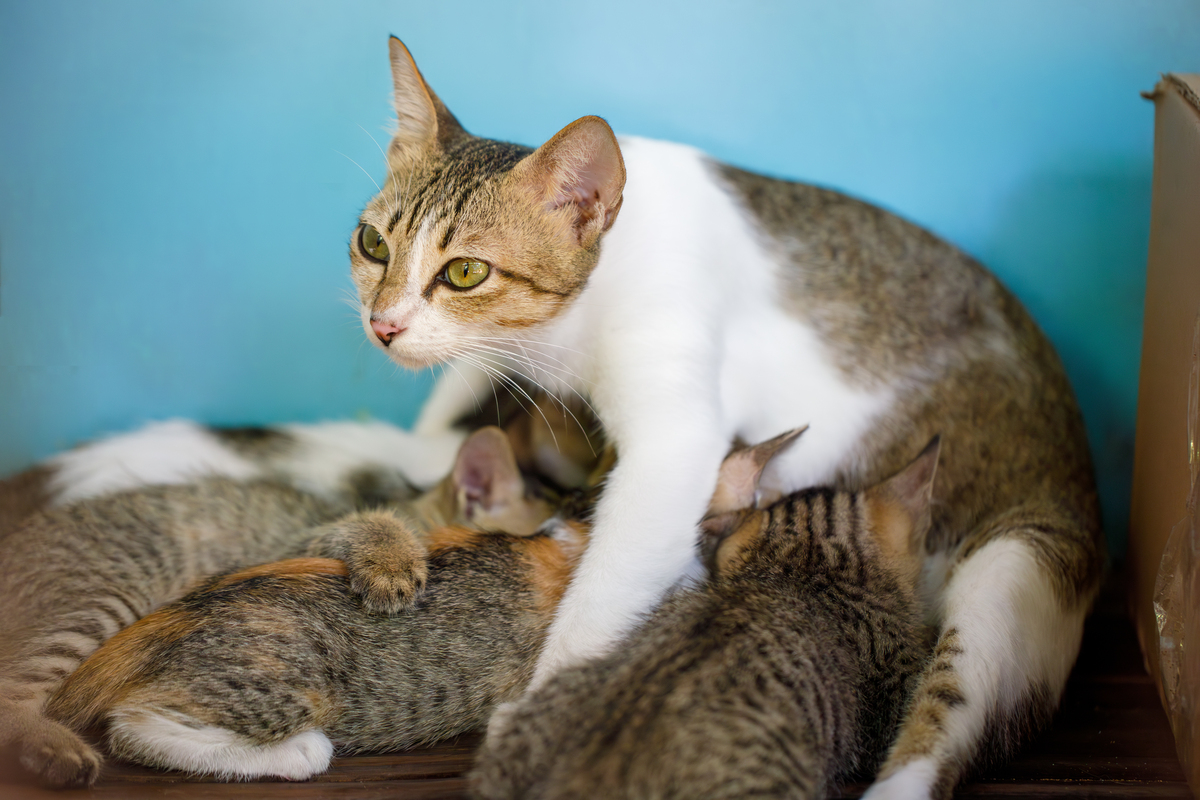 猫妈妈叼着小猫往你怀里塞？解读背后的4大原因！