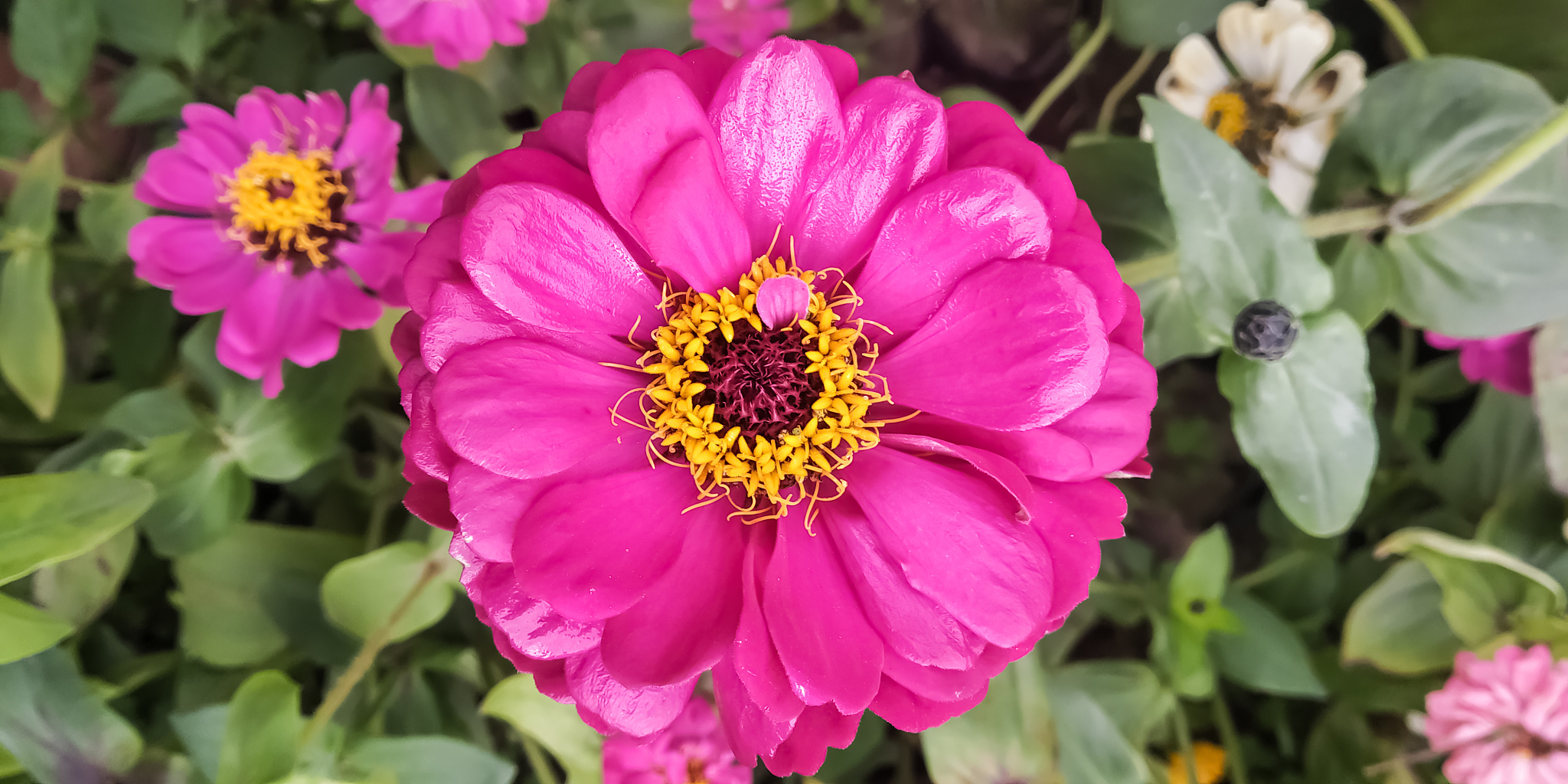 芍药花用英语翻译